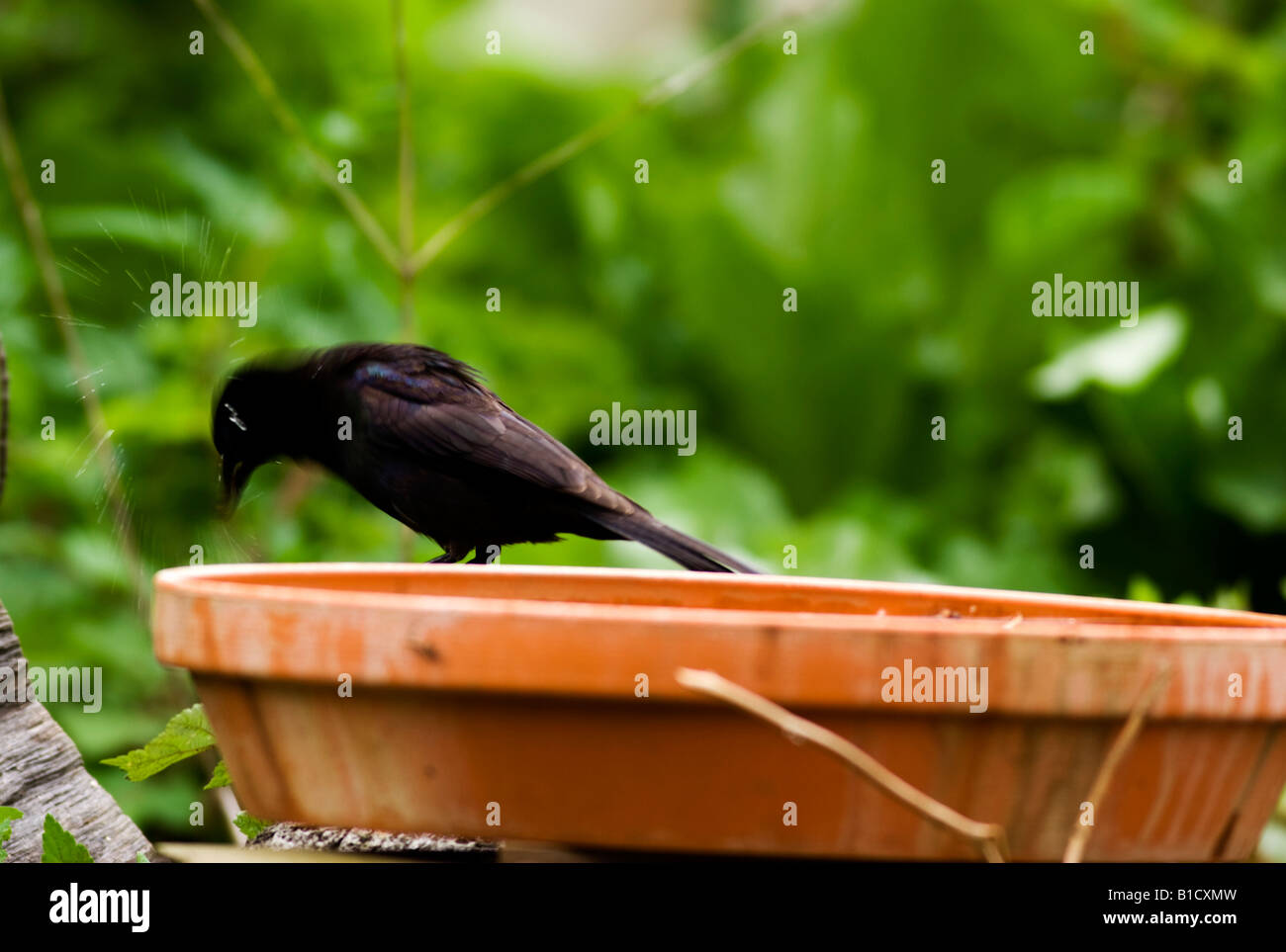 Blackbird spruzzi d'acqua Foto Stock