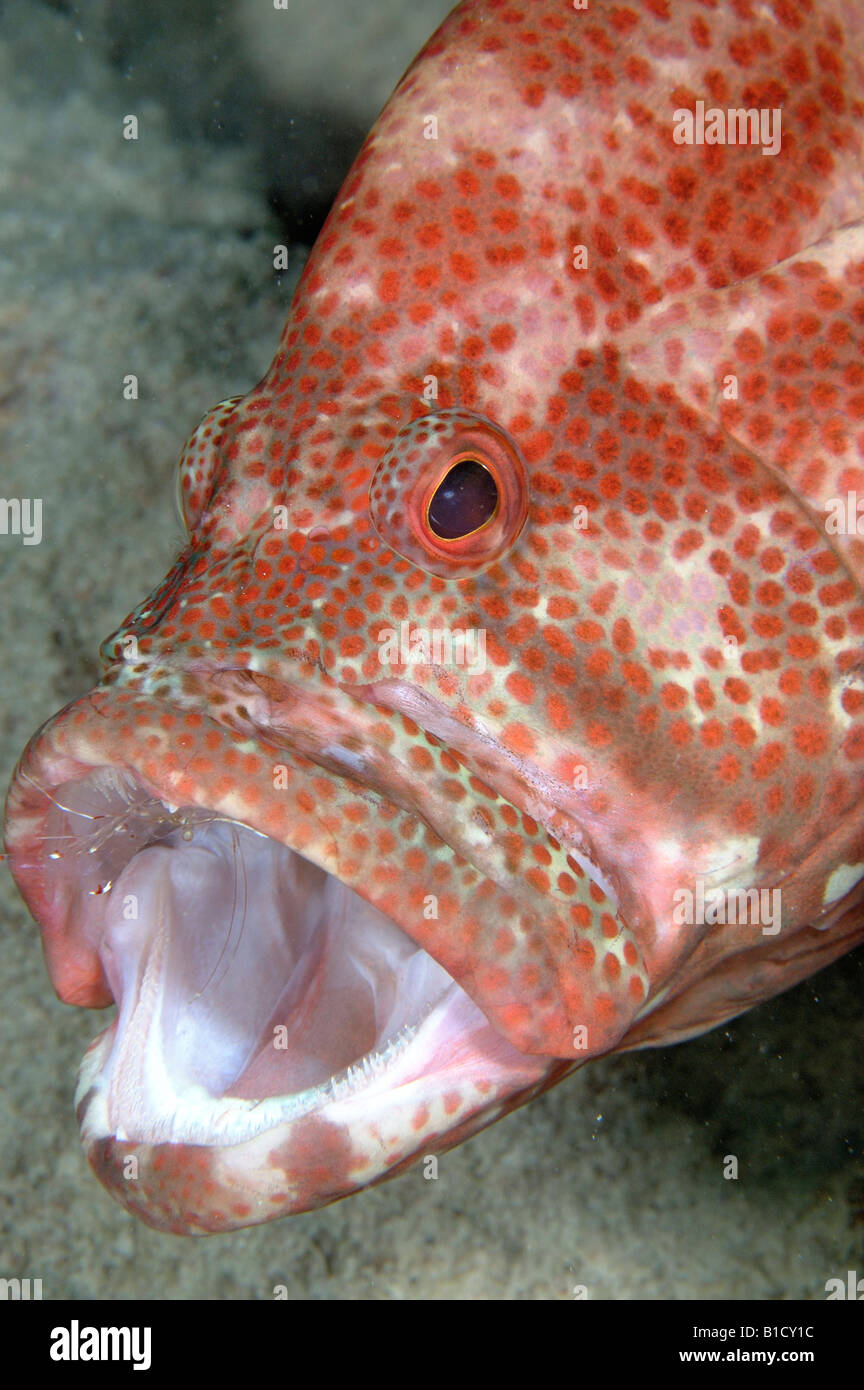 Il pomodoro hind Cephalopholis sonnerati con gamberetti in bocca alla pulizia Mabul Island Malesia Celebes Mare Foto Stock