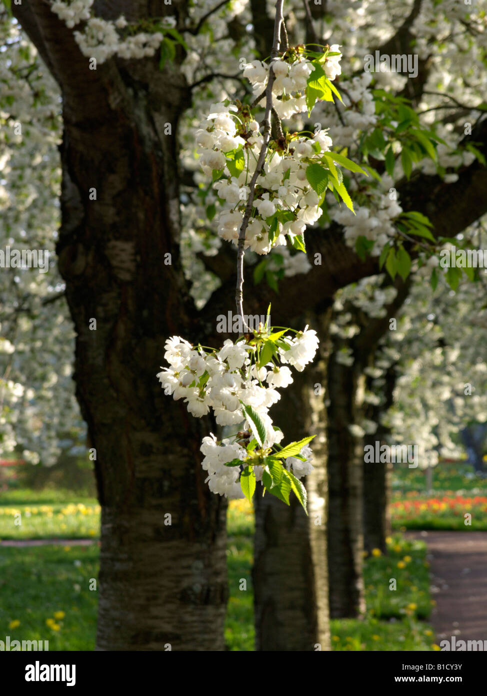Ciliegio selvatico (Prunus avium 'plena") Foto Stock