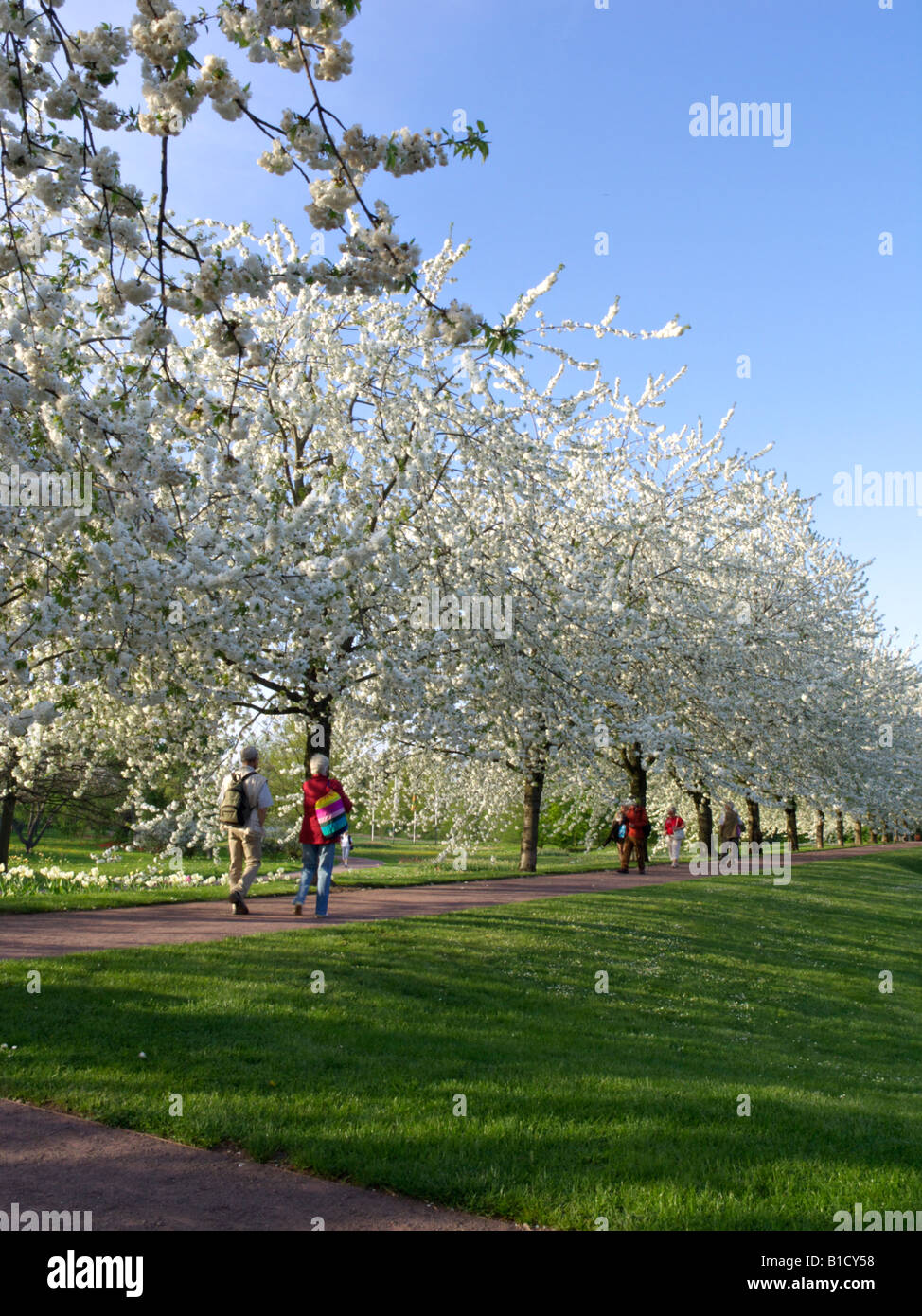 Ciliegio selvatico (Prunus avium 'plena'), britzer garten, Berlino, Germania Foto Stock