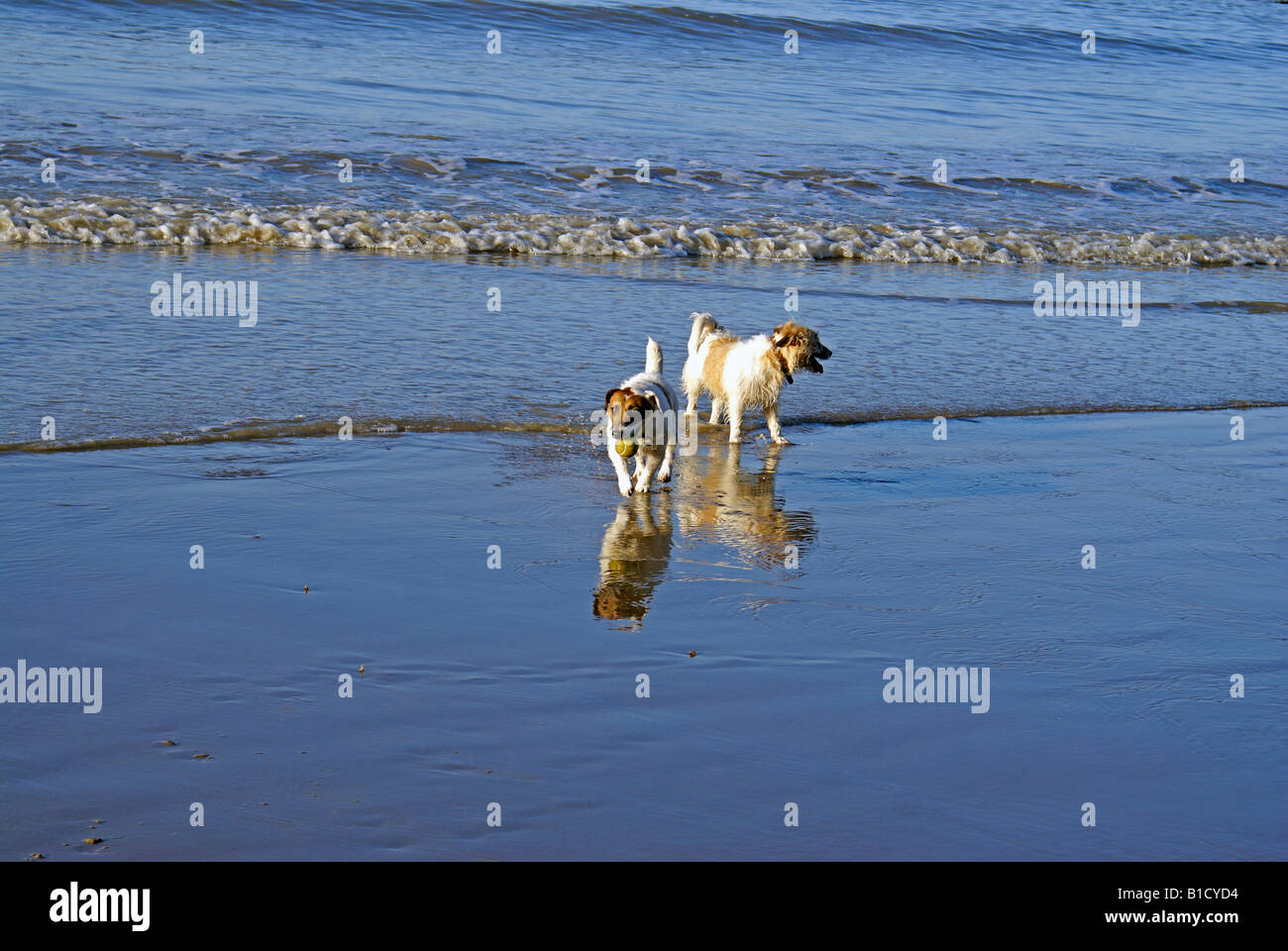 Jack-Russells giocando sulla spiaggia sabbiosa Foto Stock