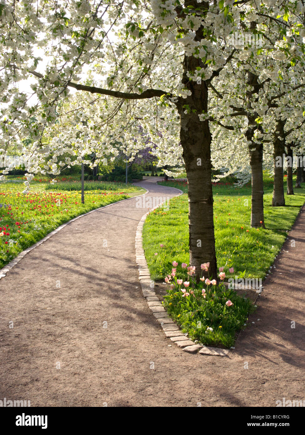 Ciliegio selvatico (Prunus avium 'plena'), britzer garten, Berlino, Germania Foto Stock