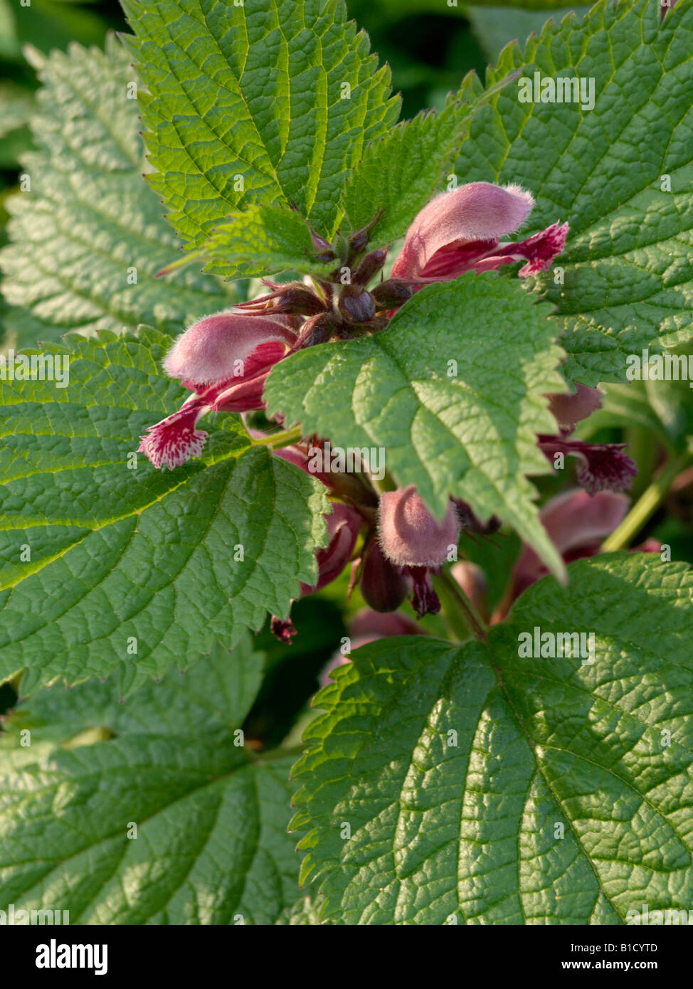 Dead ortica (lamium) Foto Stock