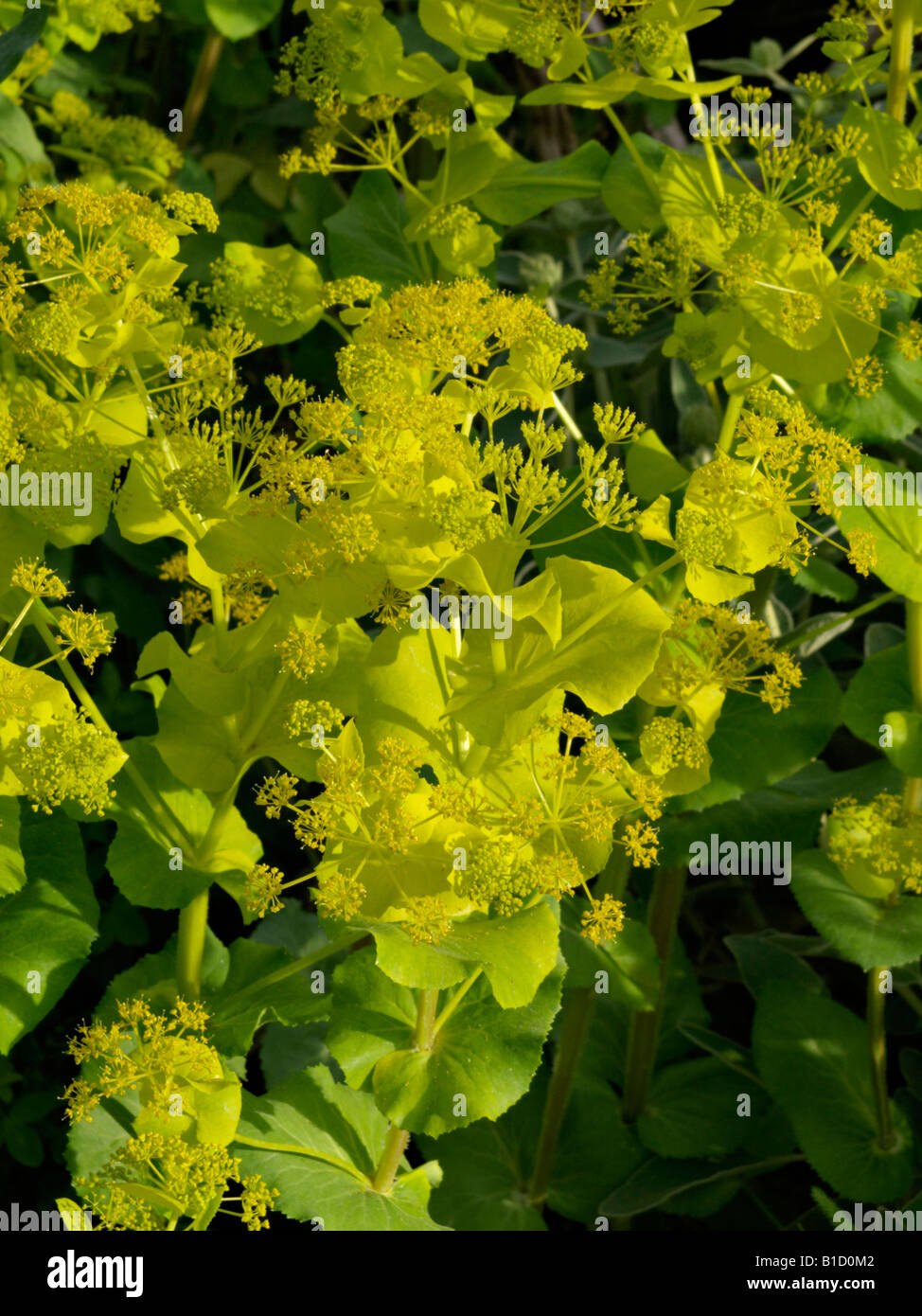 Smyrnium perfoliatum Foto Stock