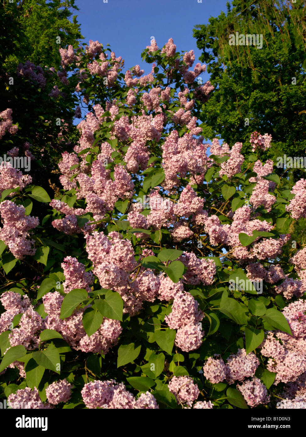 Comune (lilla Syringa vulgaris) Foto Stock