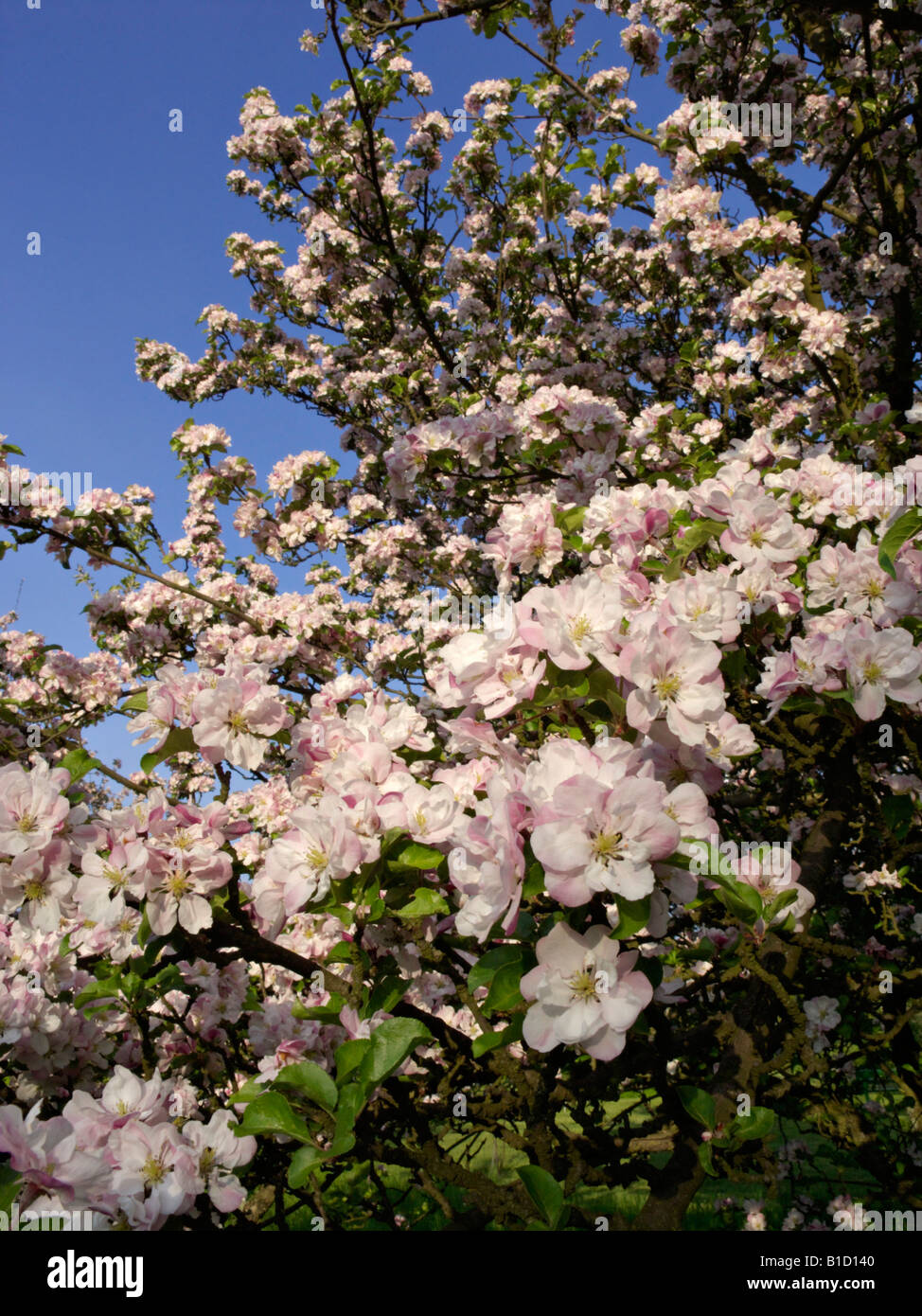 Il granchio cinese apple (malus spectabilis) Foto Stock