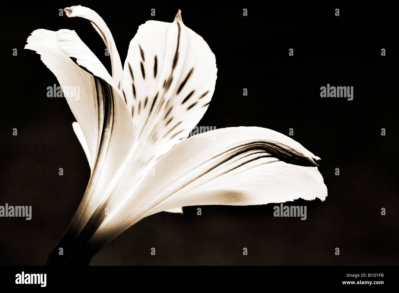 Il nero di seppia nei toni del bianco e nero monocromatico arte floreale ritratto di un giglio Foto Stock
