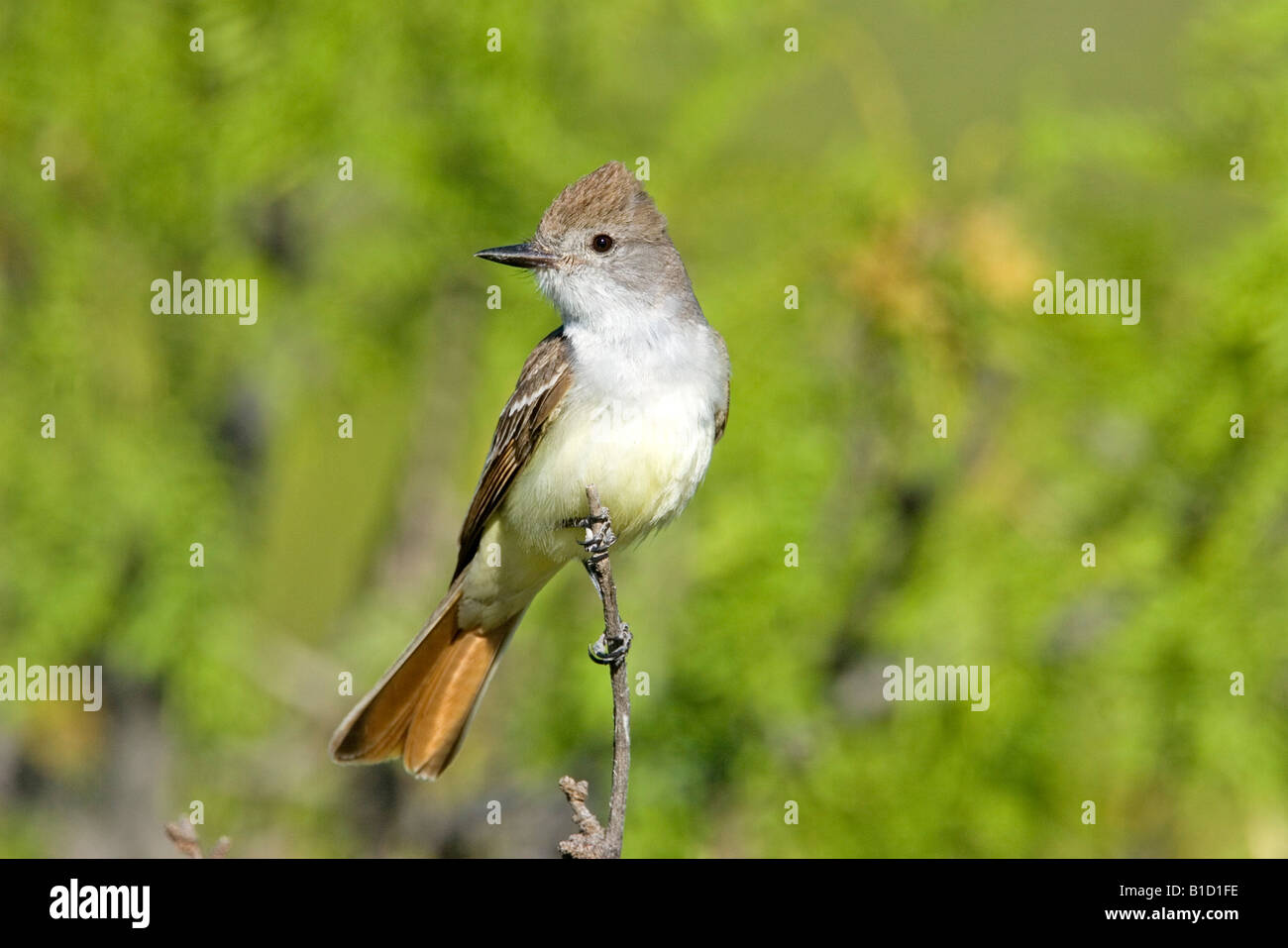 Ash-throated Flycatcher Myiarchus cinerascens montagne Chiricahua Cochise County Arizona Stati Uniti Foto Stock