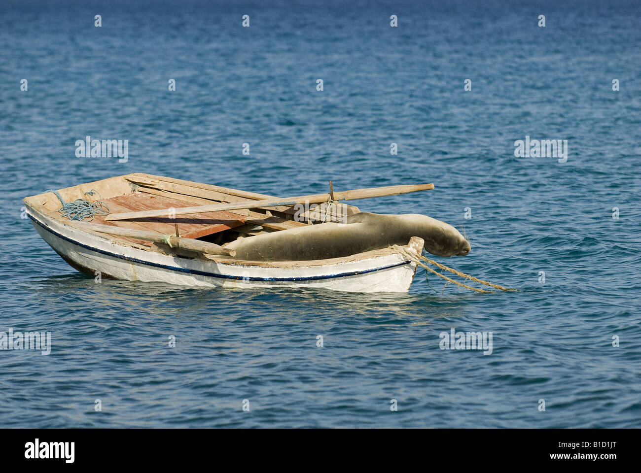 Mediterraneo foca monaca Monachus monachus dormire su una barca Akbuk Gokova Turchia Foto Stock