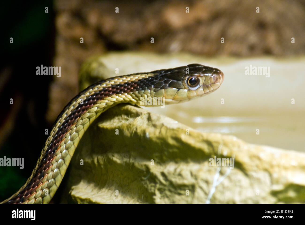 Il Comune Garter Snake (Thamnophis sirtalis) è un non-serpente velenoso indigene del nord America. Foto Stock