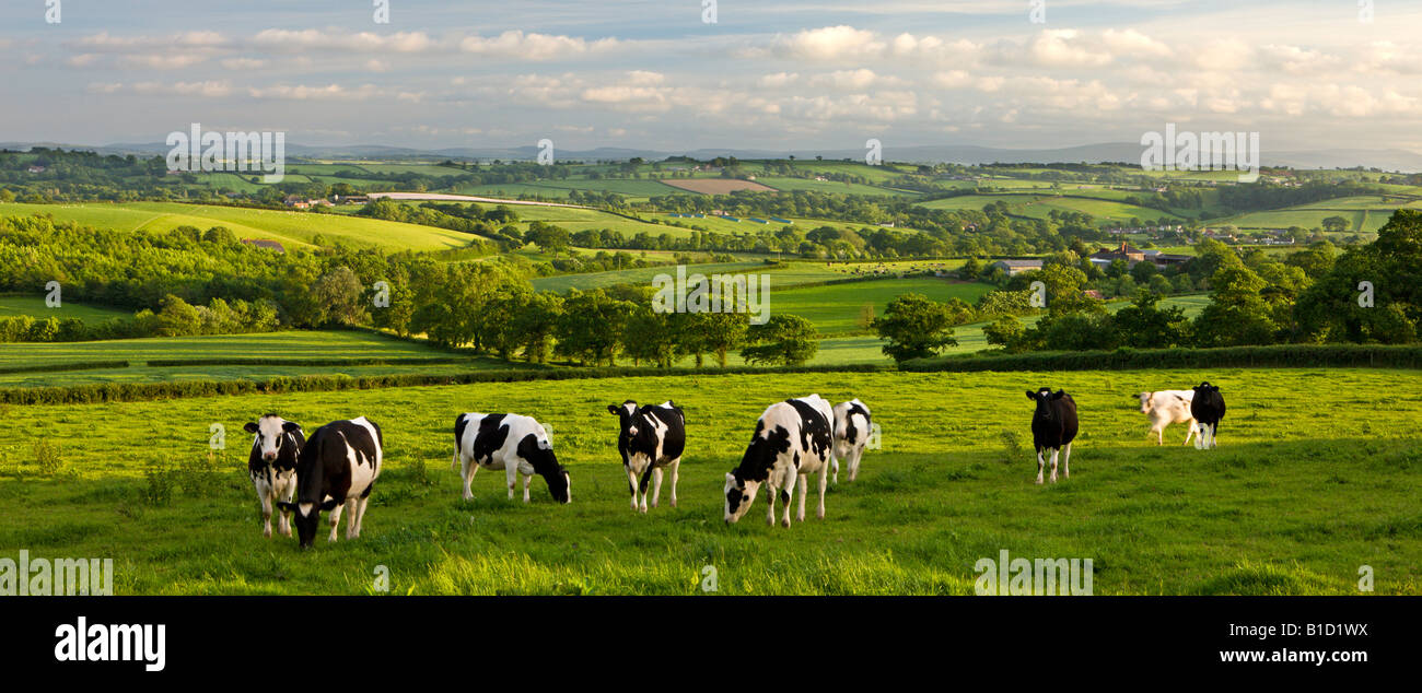 Il frisone mucche al pascolo sulle belle metà campagna Devon England Foto Stock