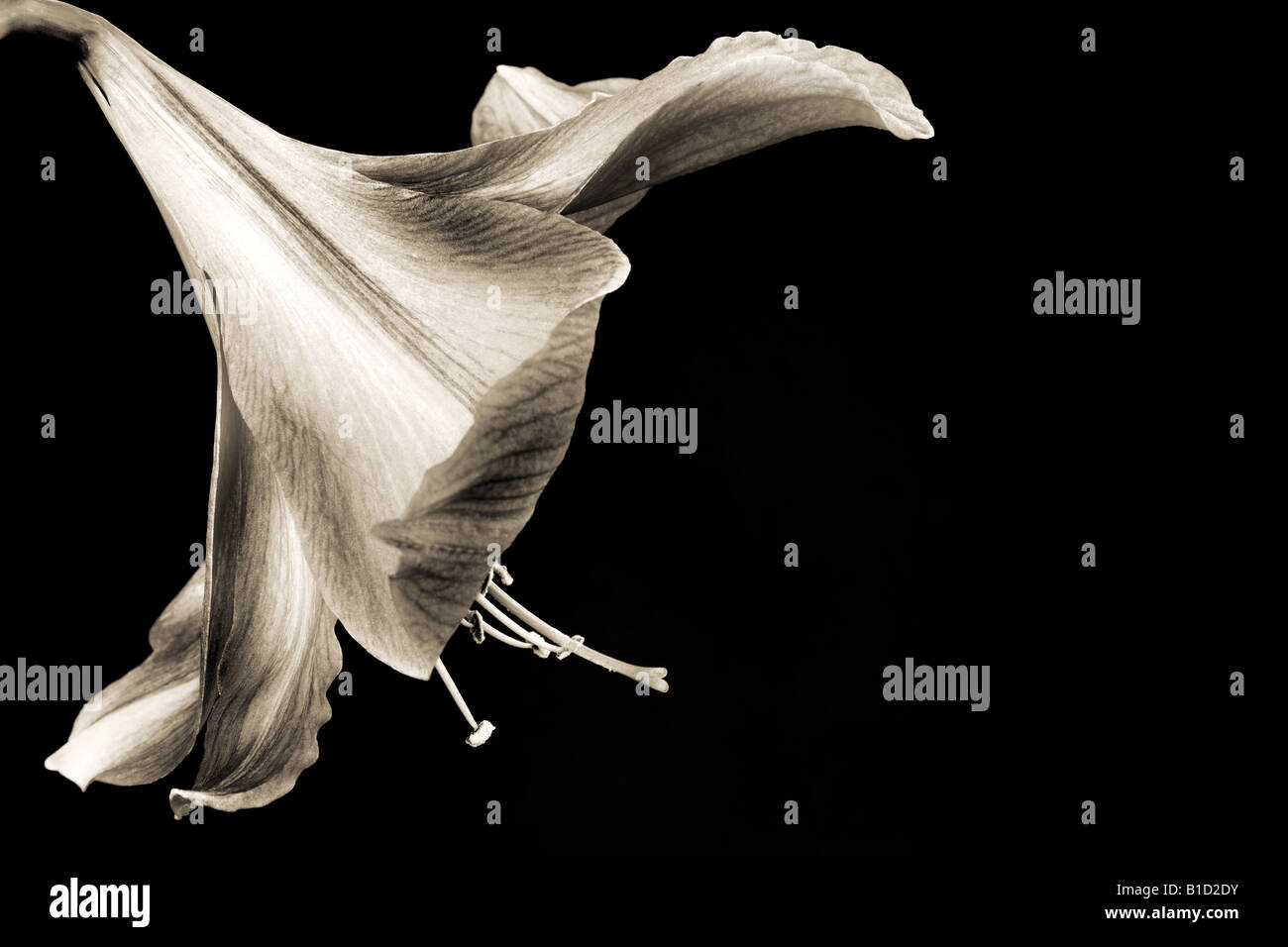 Il nero di seppia nei toni del bianco e nero monocromatico arte floreale ritratto di un fiore amaryllis Foto Stock