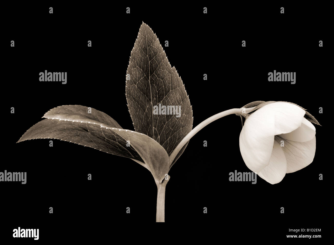 Il nero di seppia nei toni del bianco e nero monocromatico arte floreale ritratto di un l'elleboro bianco, Helleborus orientalis Foto Stock