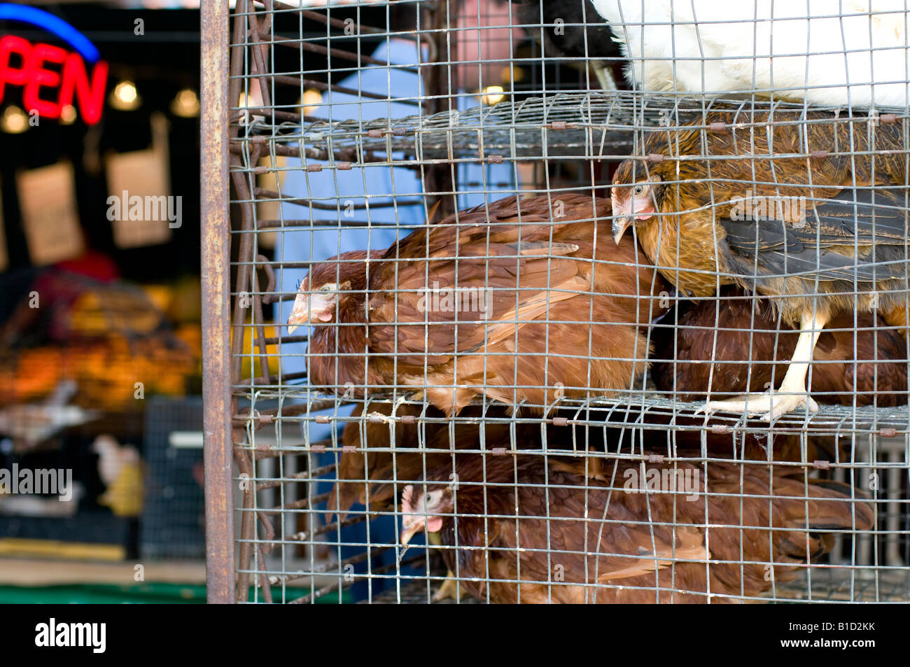 Polli in gabbia in un mercato all'aperto, STATI UNITI D'AMERICA. Foto Stock