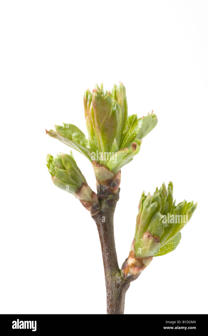 Biancospino germogli irrompono nella crescita in primavera Foto Stock