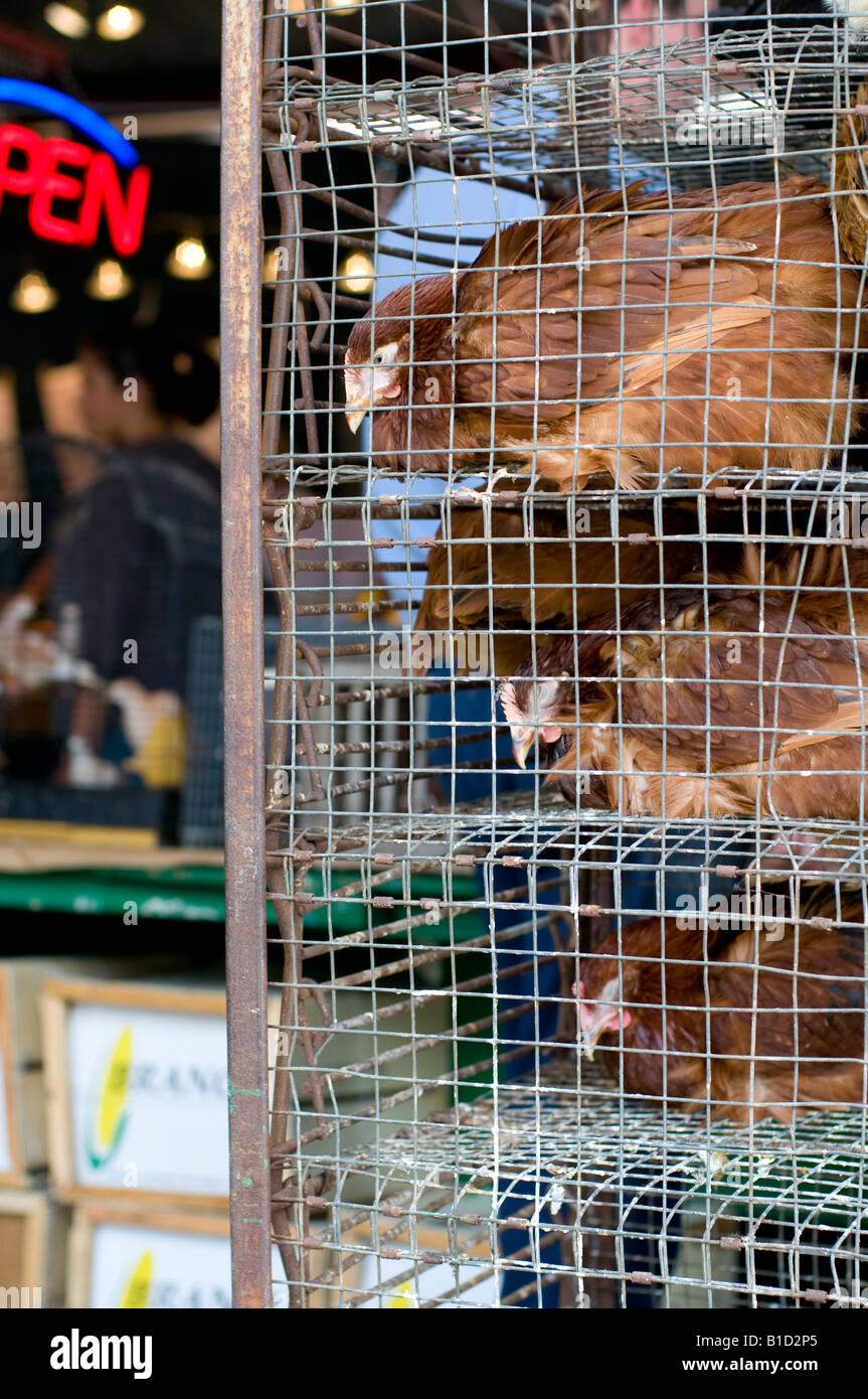 Polli in gabbia in un mercato all'aperto, STATI UNITI D'AMERICA. Foto Stock