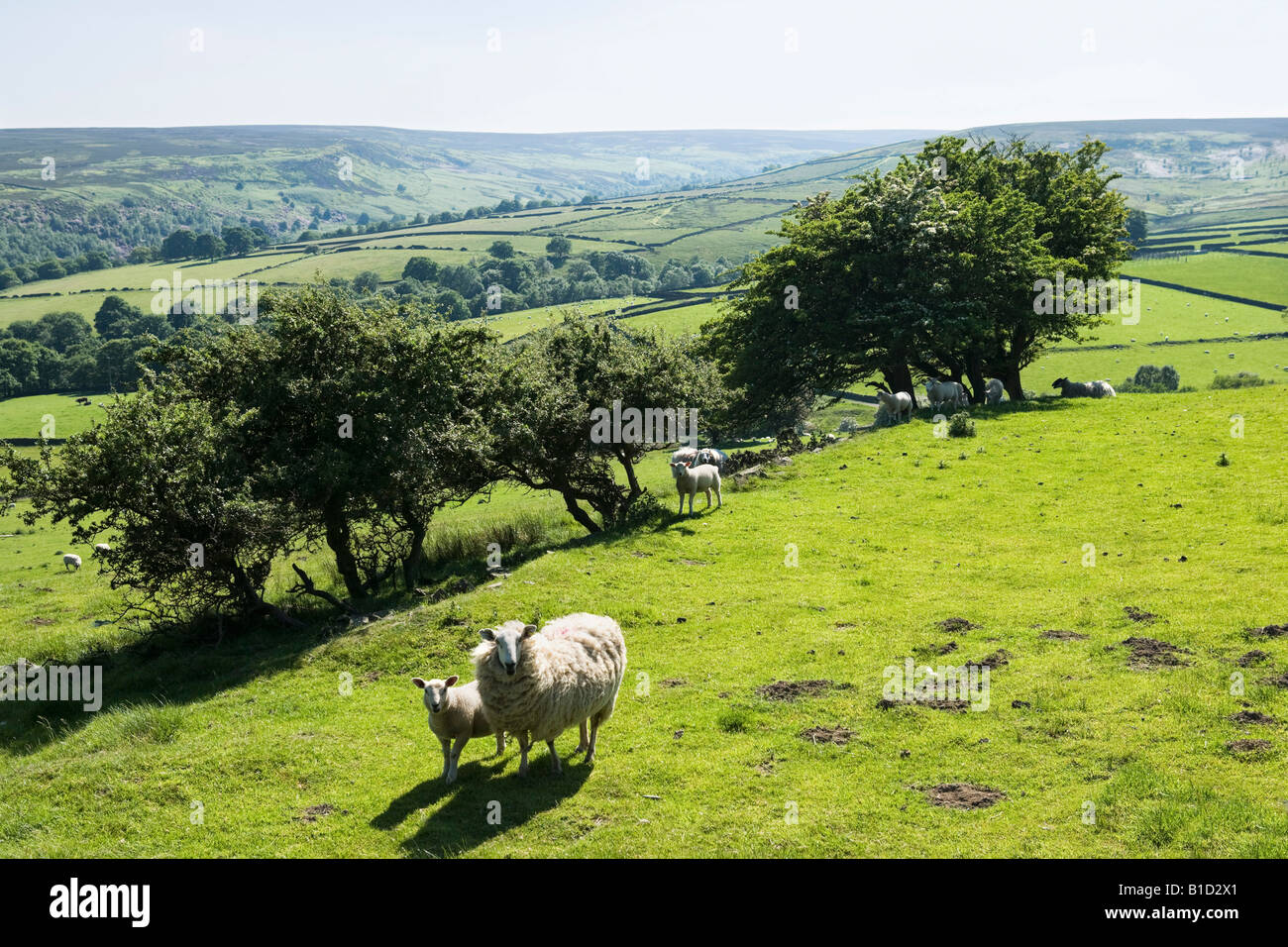 Pecore in campagna nei pressi di Bradfield, Peak District, South Yorkshire, Inghilterra, Regno Unito Foto Stock