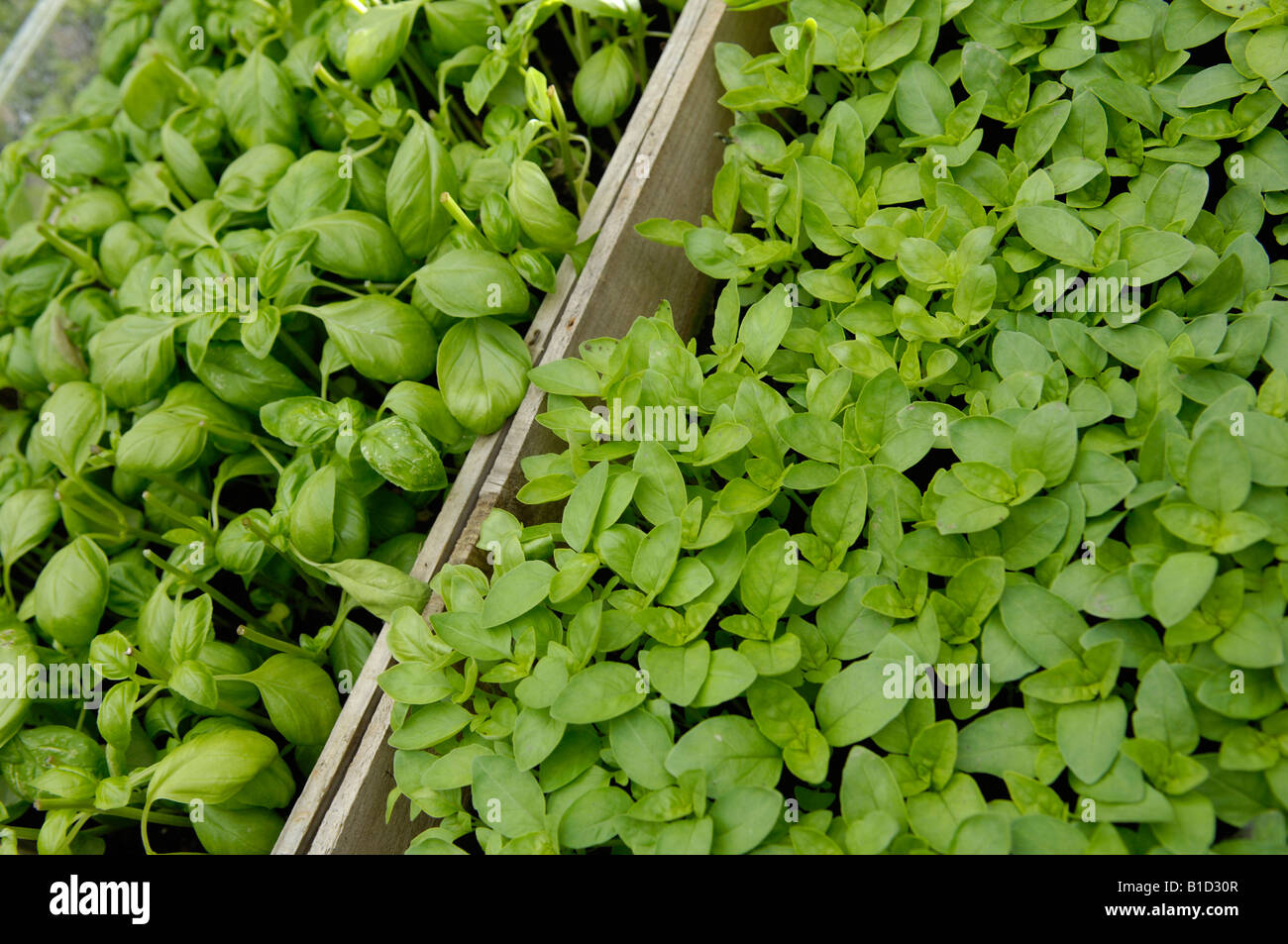 Il basilico Ocimum basilicum coltivazione in serra REGNO UNITO Foto Stock
