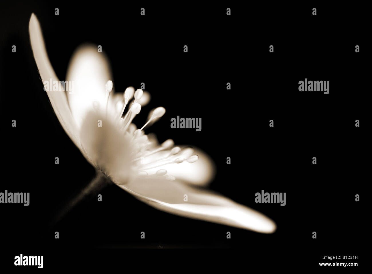 Il nero di seppia nei toni del bianco e nero monocromatico arte floreale ritratto di un anemone legno nome latino Anemone nemorosa , Foto Stock