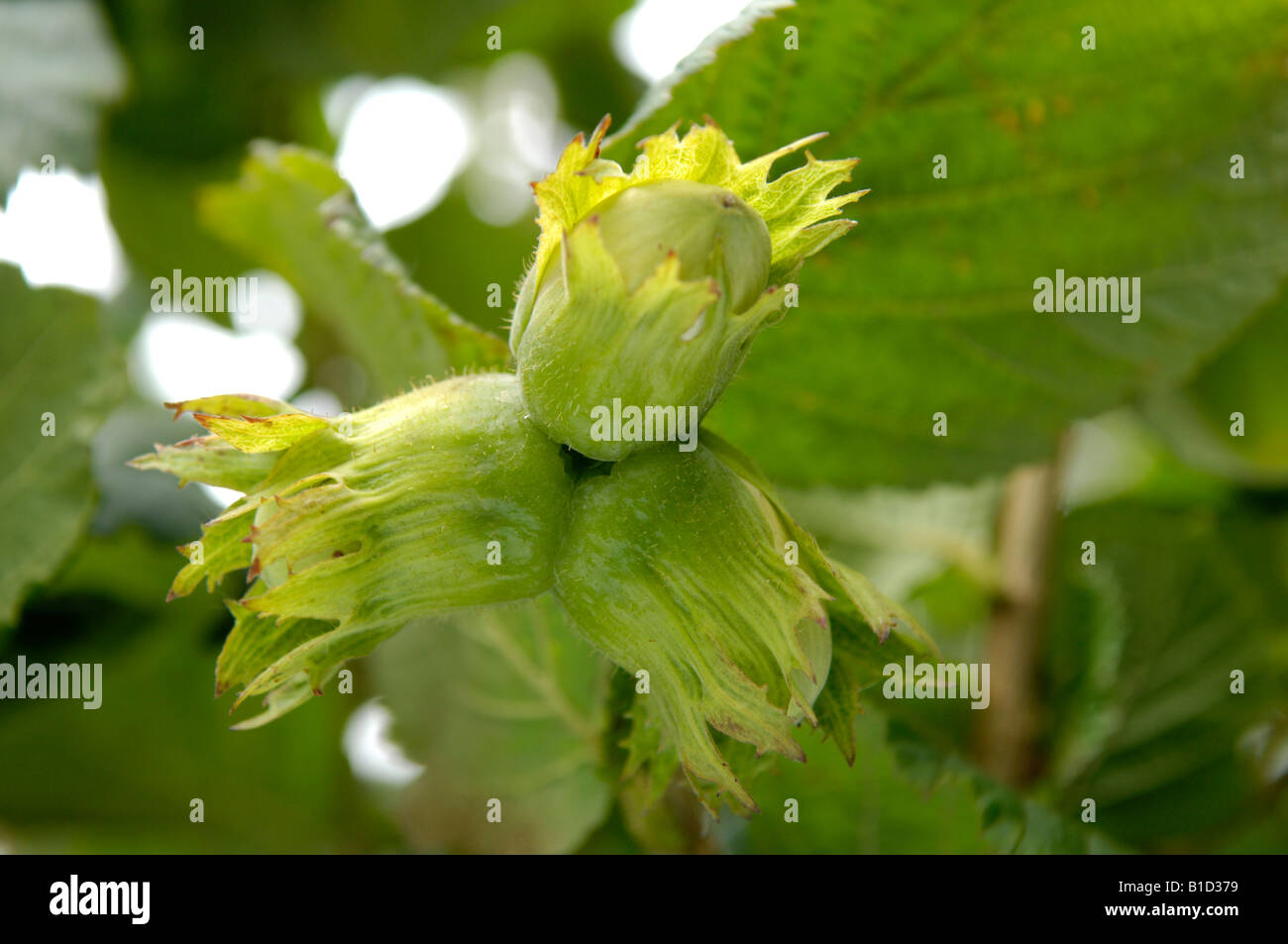 I dadi di Cob nocciolo comune Corylus avellana , Inghilterra Foto Stock
