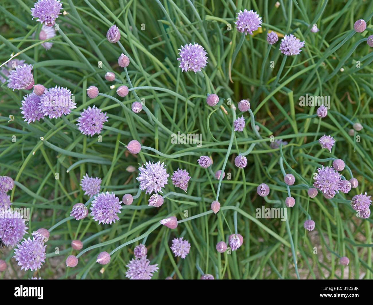 Fioritura fioritura di erba cipollina Allium schoenoprasum Foto Stock