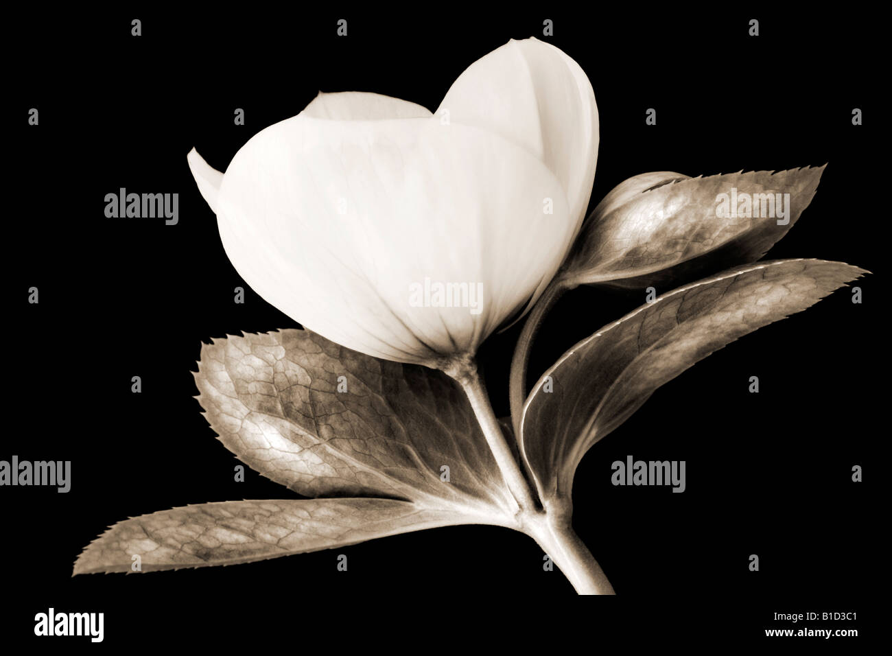 Il nero di seppia nei toni del bianco e nero monocromatico arte floreale ritratto di un l'elleboro bianco, Helleborus orientalis Foto Stock