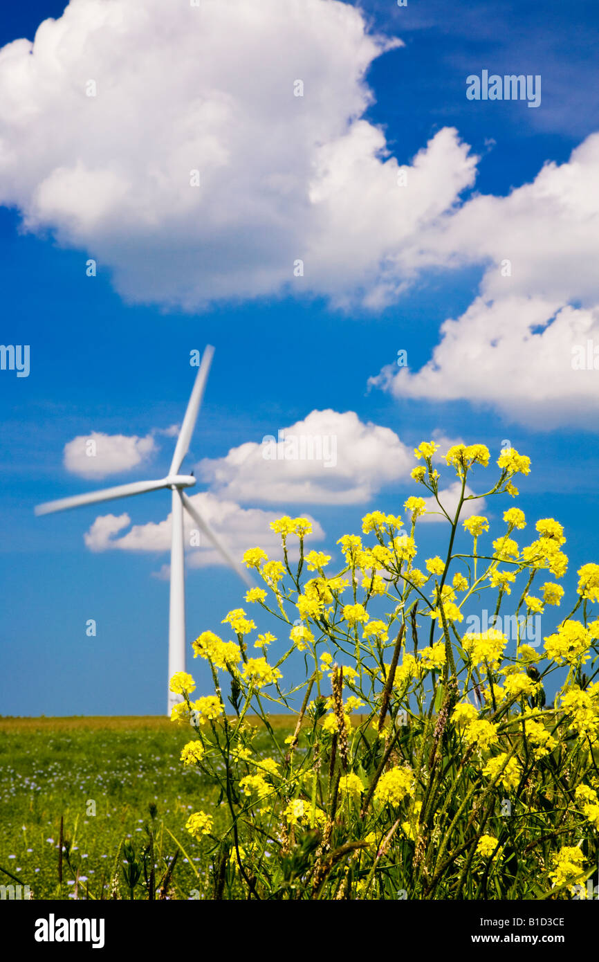 Singola turbina eolica contro il blu profondo del cielo estivo e soffici nuvole bianche con giallo charlock in primo piano, Oxfordshire, Regno Unito Foto Stock