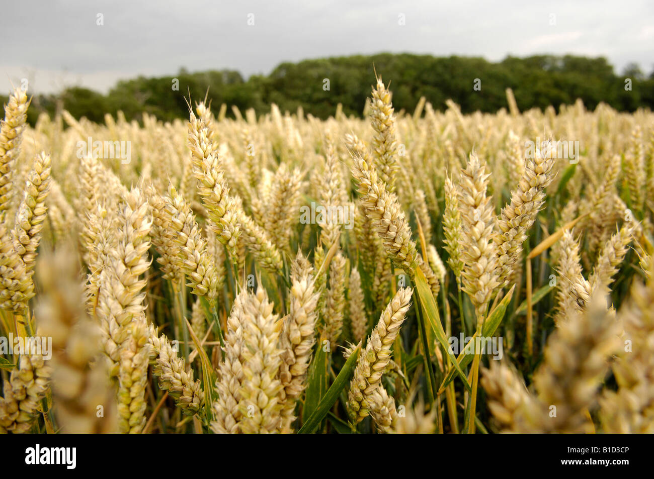 Campo di grano Regno Unito Foto Stock