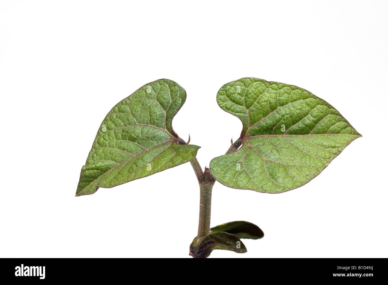 Piantina pianta di viola bean francese 'Cosse Violette' Foto Stock