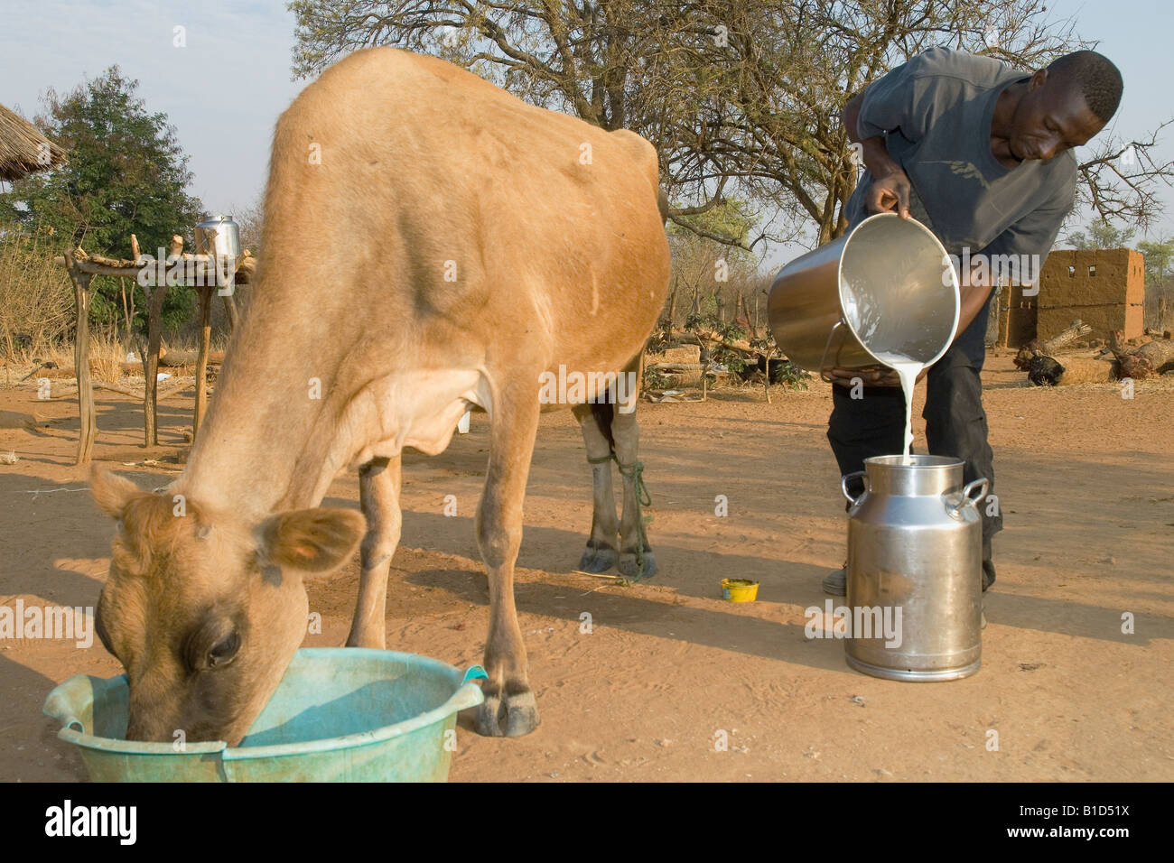 Il contadino si versa il latte fresco in un latte può la produzione di latte su una farm di piccoli contadini nel Magoye, Zambia Foto Stock