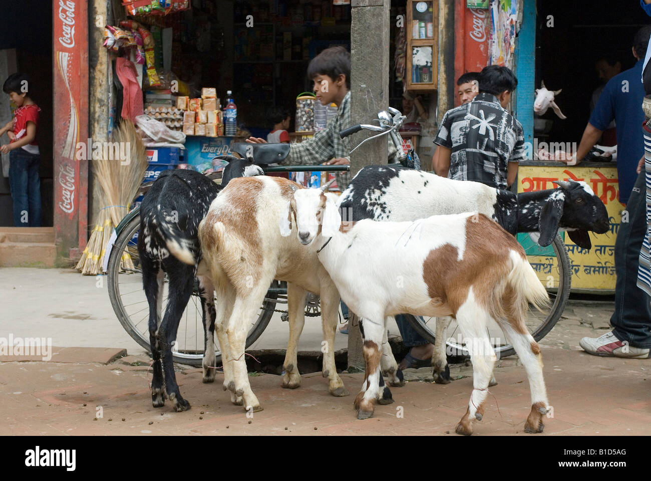 Scena di strada a Kathmandu, Napal Foto Stock
