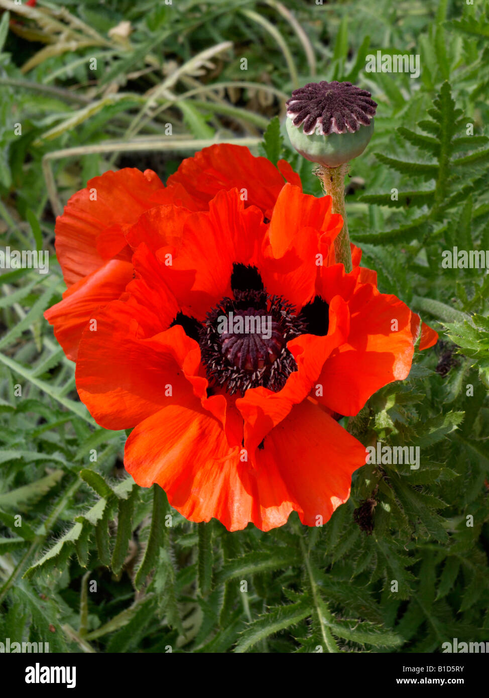 Oriental papavero (Papaver orientale) Foto Stock