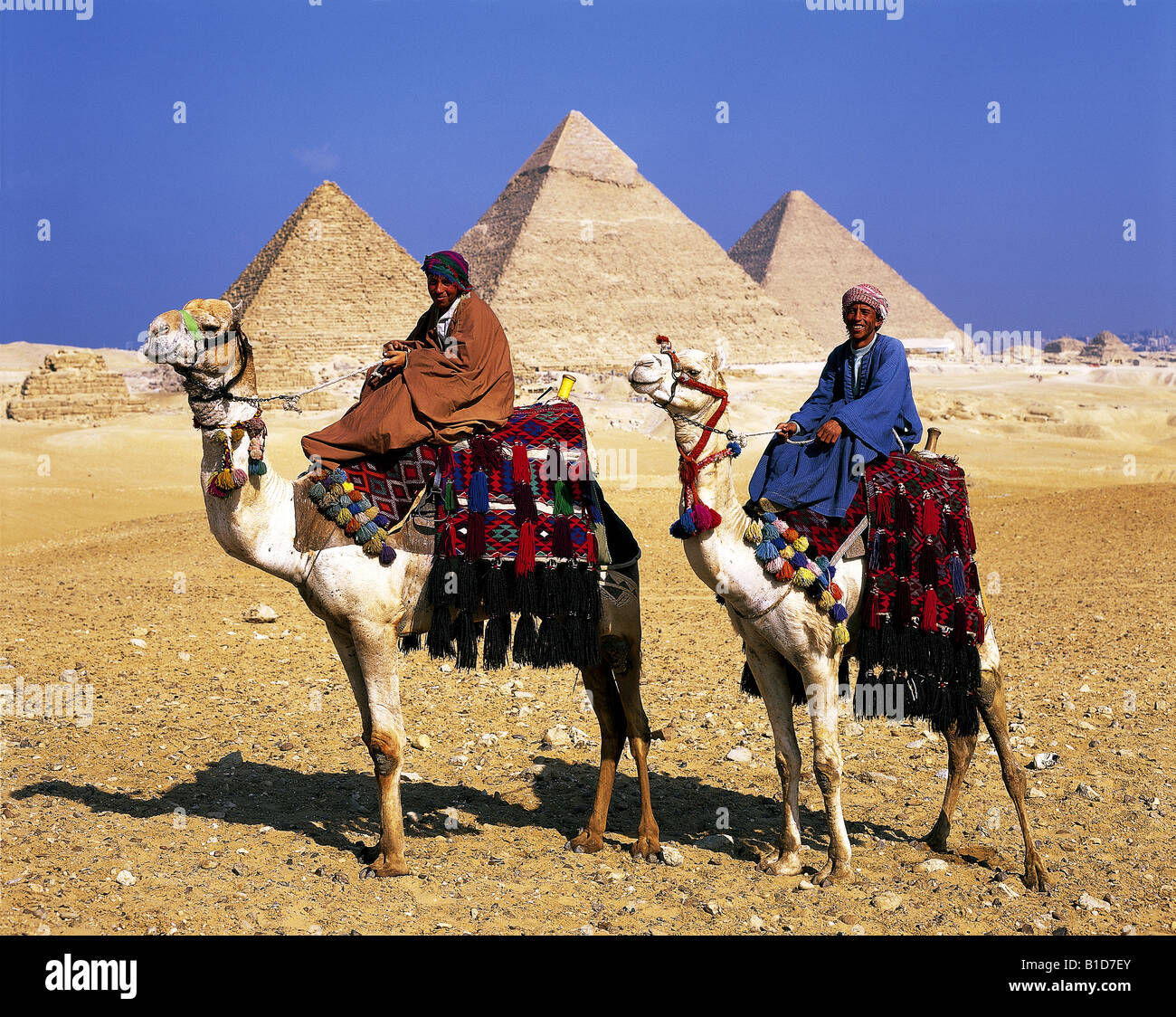 Giri in cammello per i turisti presso le Piramidi di Giza Cairo Egitto Foto Stock