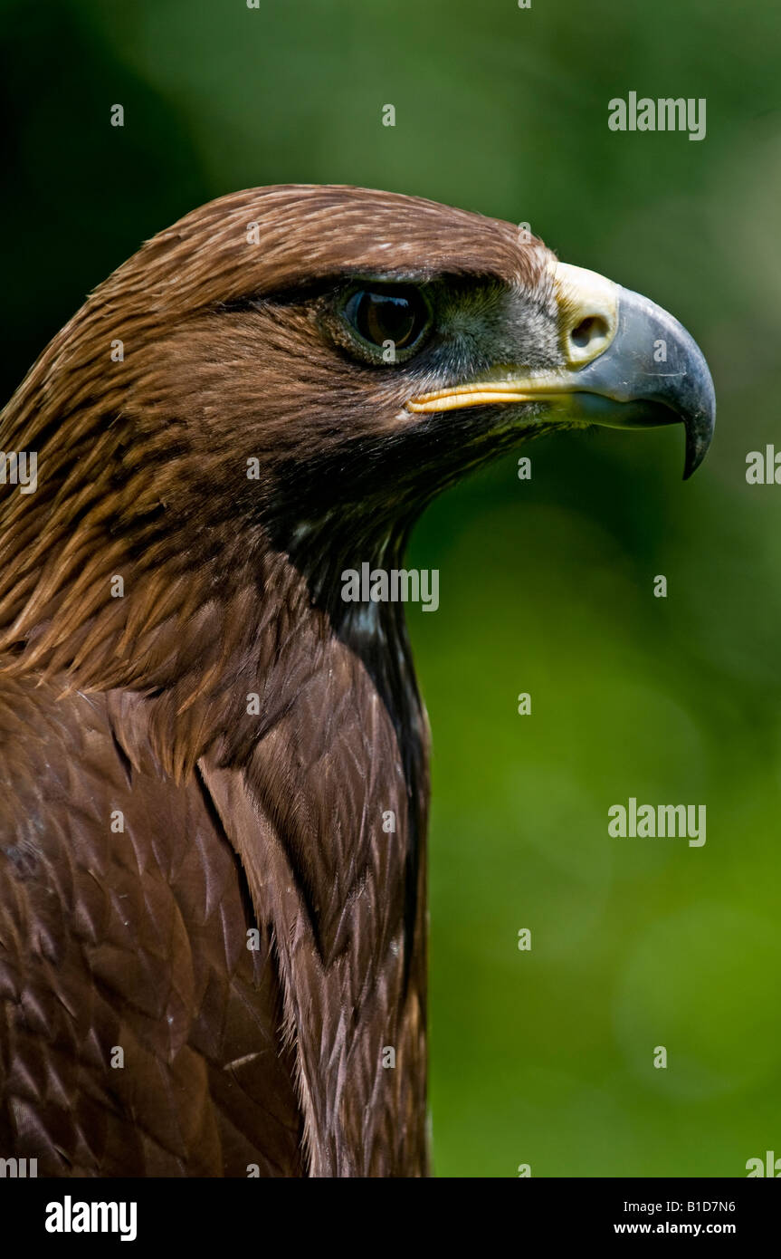 Golden Eagle: Aquila chrysaetos. Falconry Centre, Regno Unito Foto Stock