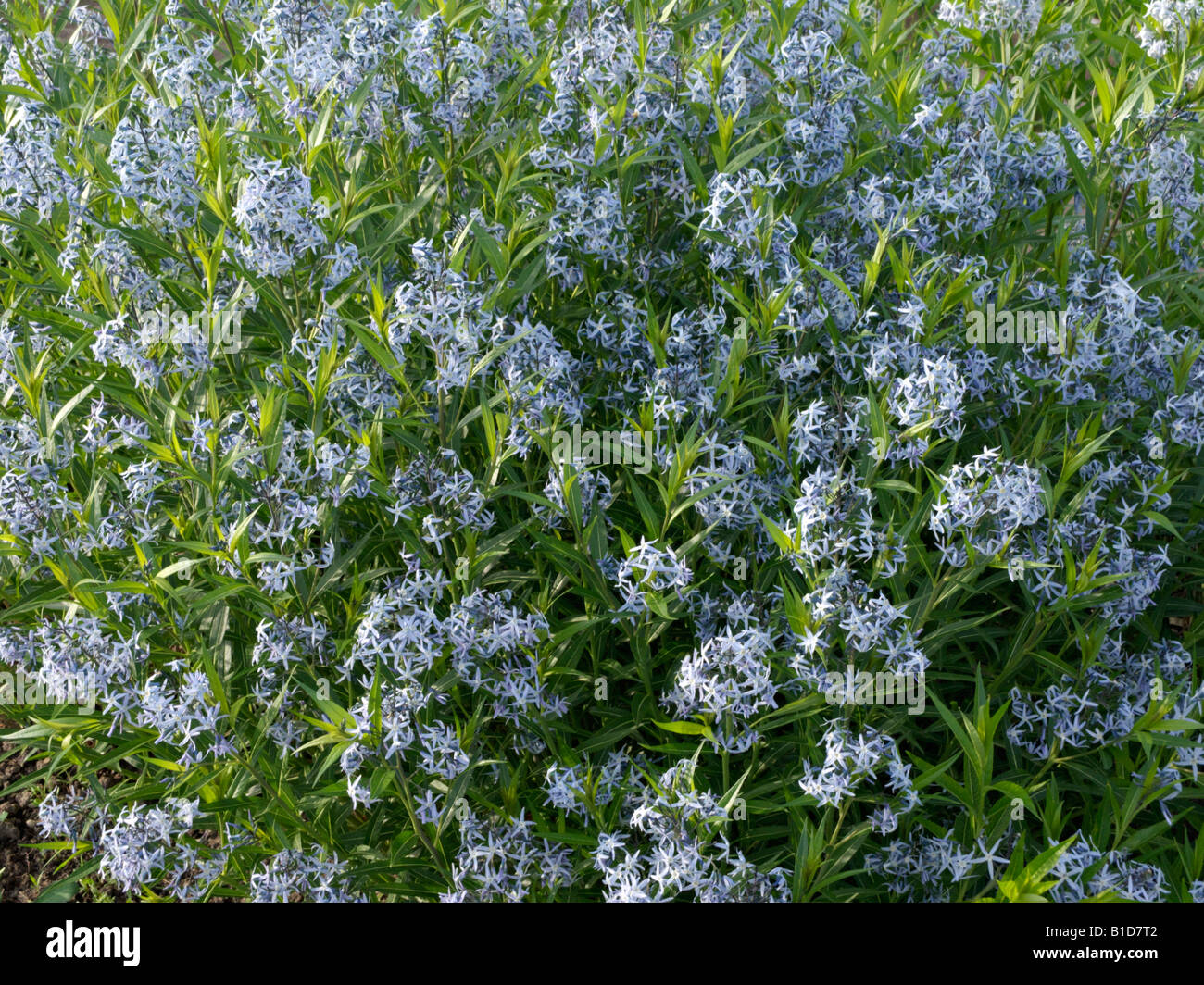 Eastern blue star (amsonia tabernaemontana) Foto Stock