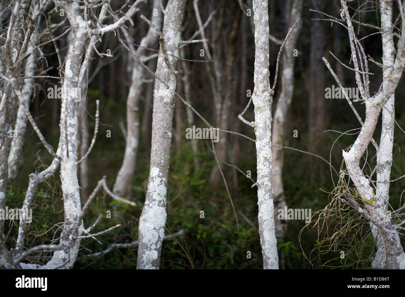 Il mirabilmente sale bianco e soffiata dal vento tronchi di alberi costiere sul bordo della boccola sulla Broulee isola. Foto Stock