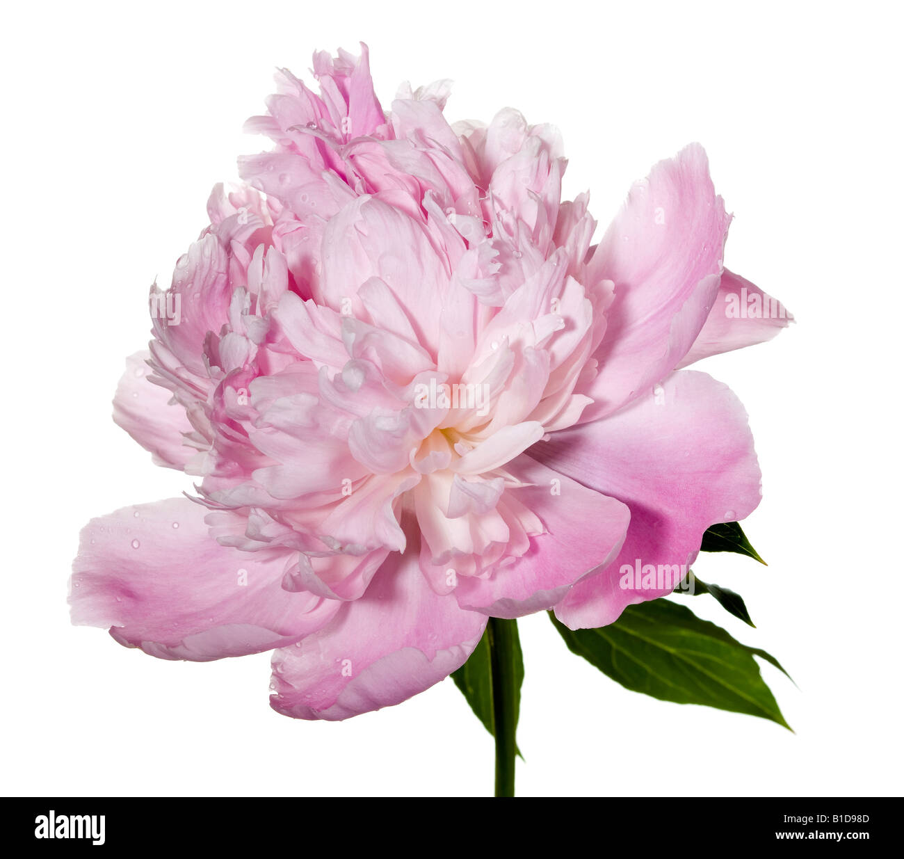 Peonia 'Mons. Jules Elie' (Paeonia lactiflora) Foto Stock