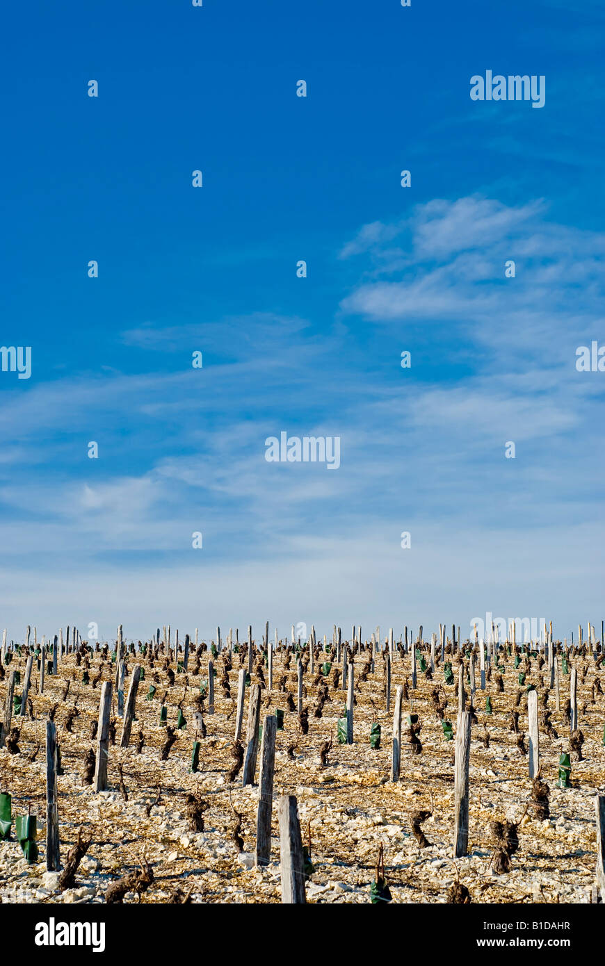 Filari di viti giovani in un vecchio vigneto francese Foto Stock