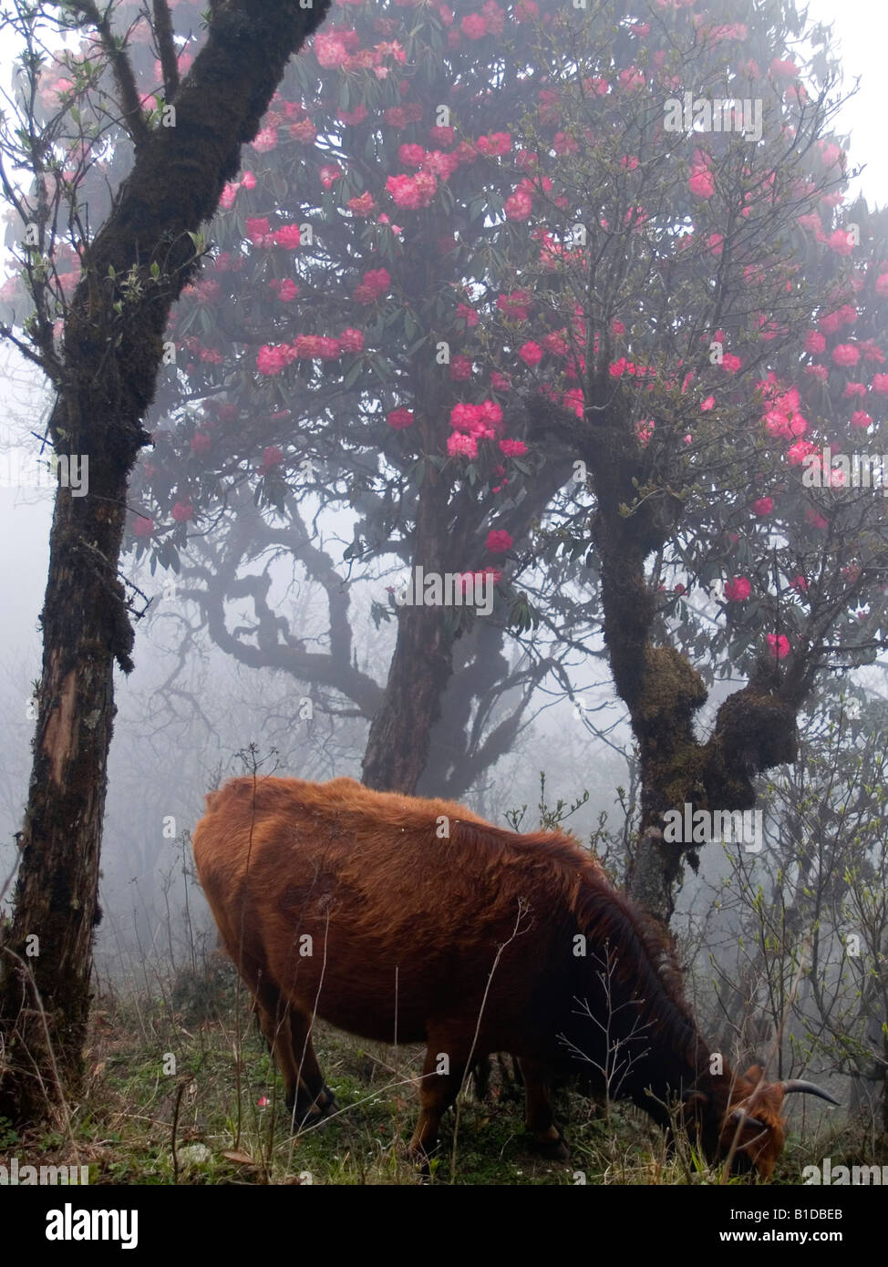 Il pascolo di vacca sotto rhododendron albero nella nebbia vicino a Darjeeling in India Foto Stock