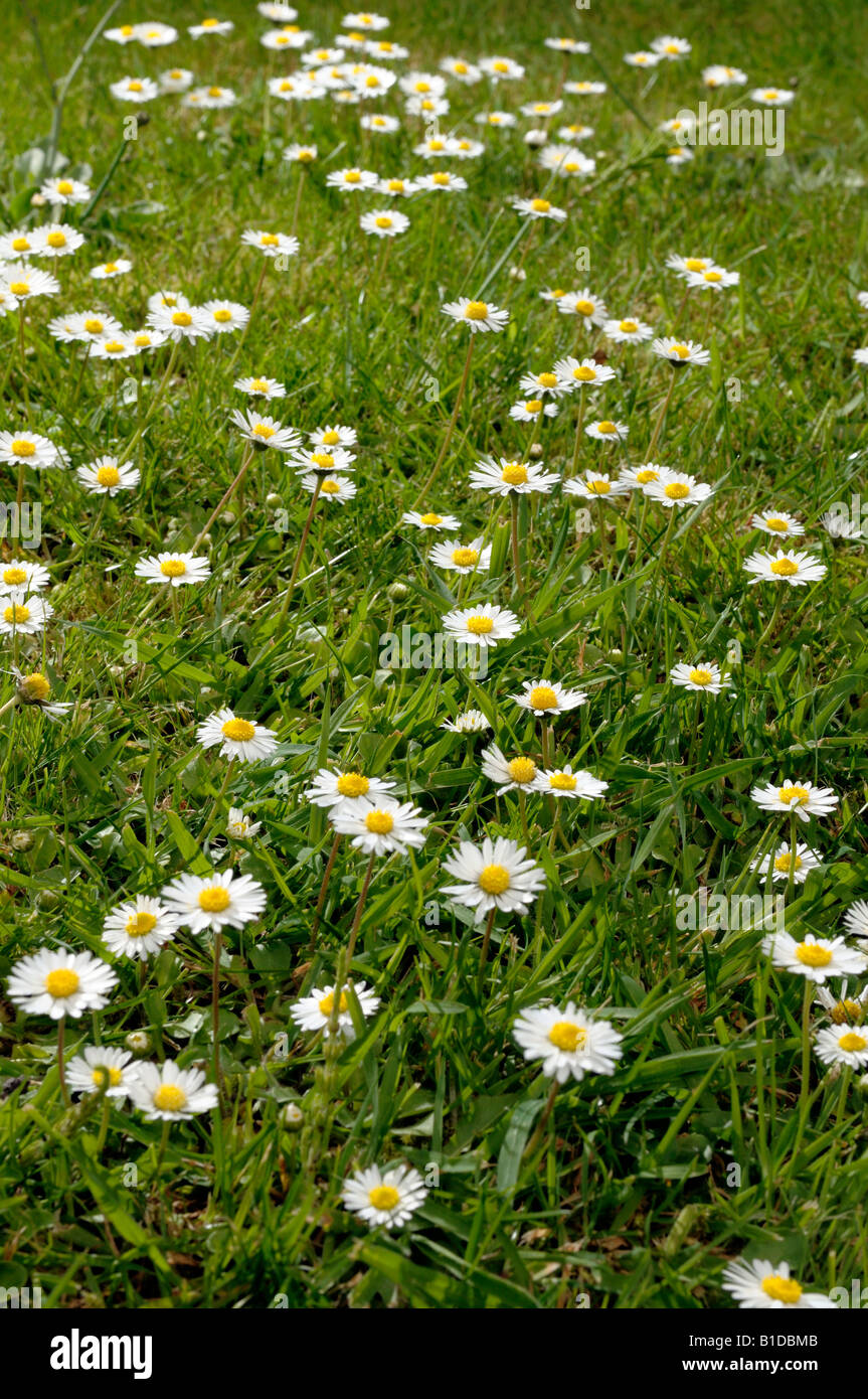 Daisy fiori in un prato Foto Stock