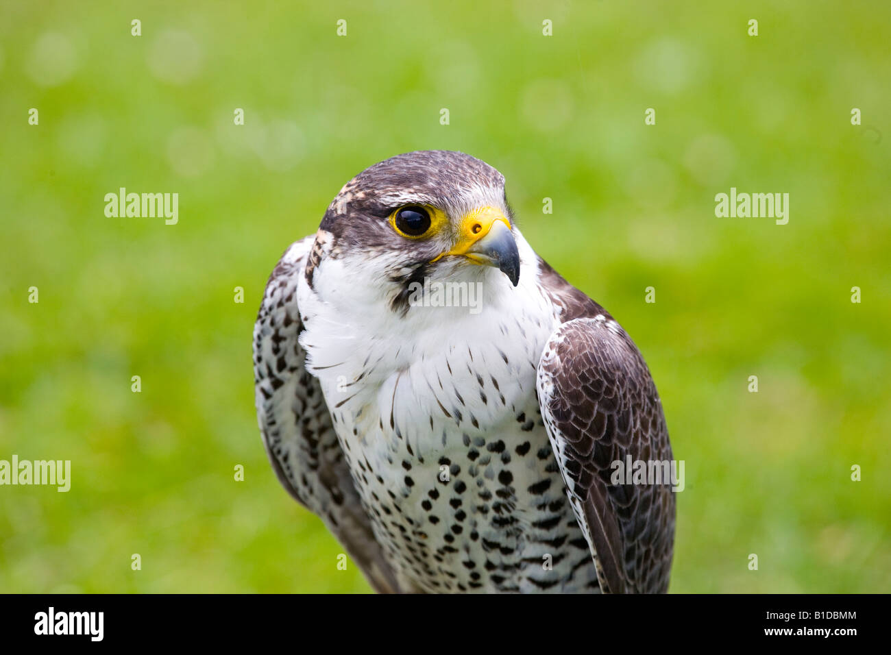 Captive Falco Pellegrino collegato al display di uccelli Foto Stock