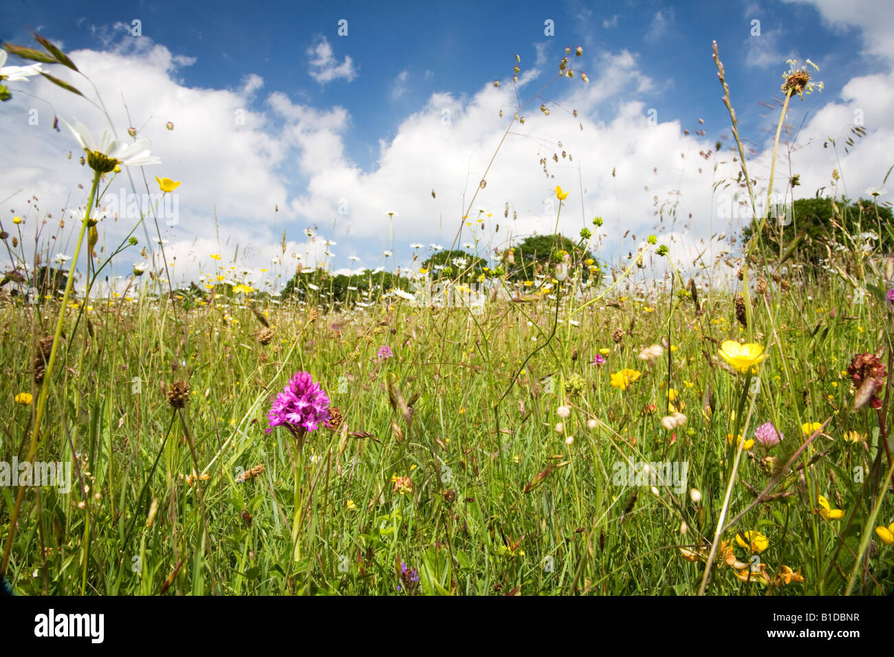 Orchide in un selvaggio fiore prato in Somerset Foto Stock