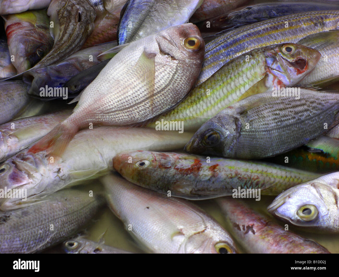 Varietà di pesce sul mercato del pesce Foto Stock