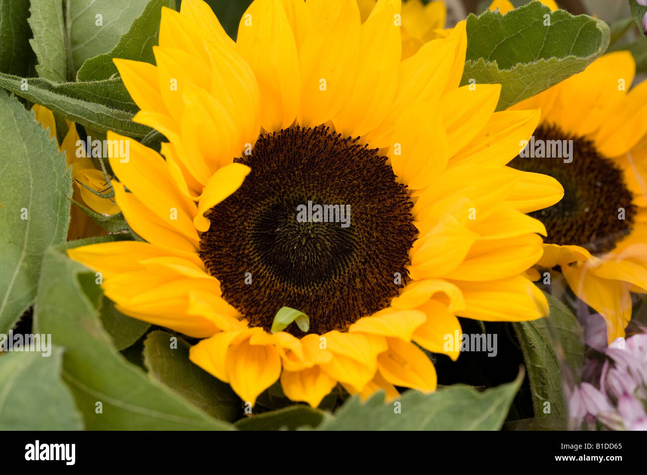 fiore del sole Foto Stock