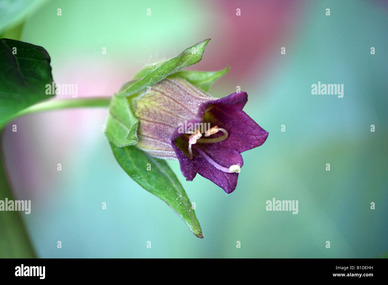 Una chiusura della belladonna in fiore pianta conosciuta anche come Deadly Nightshade Foto Stock