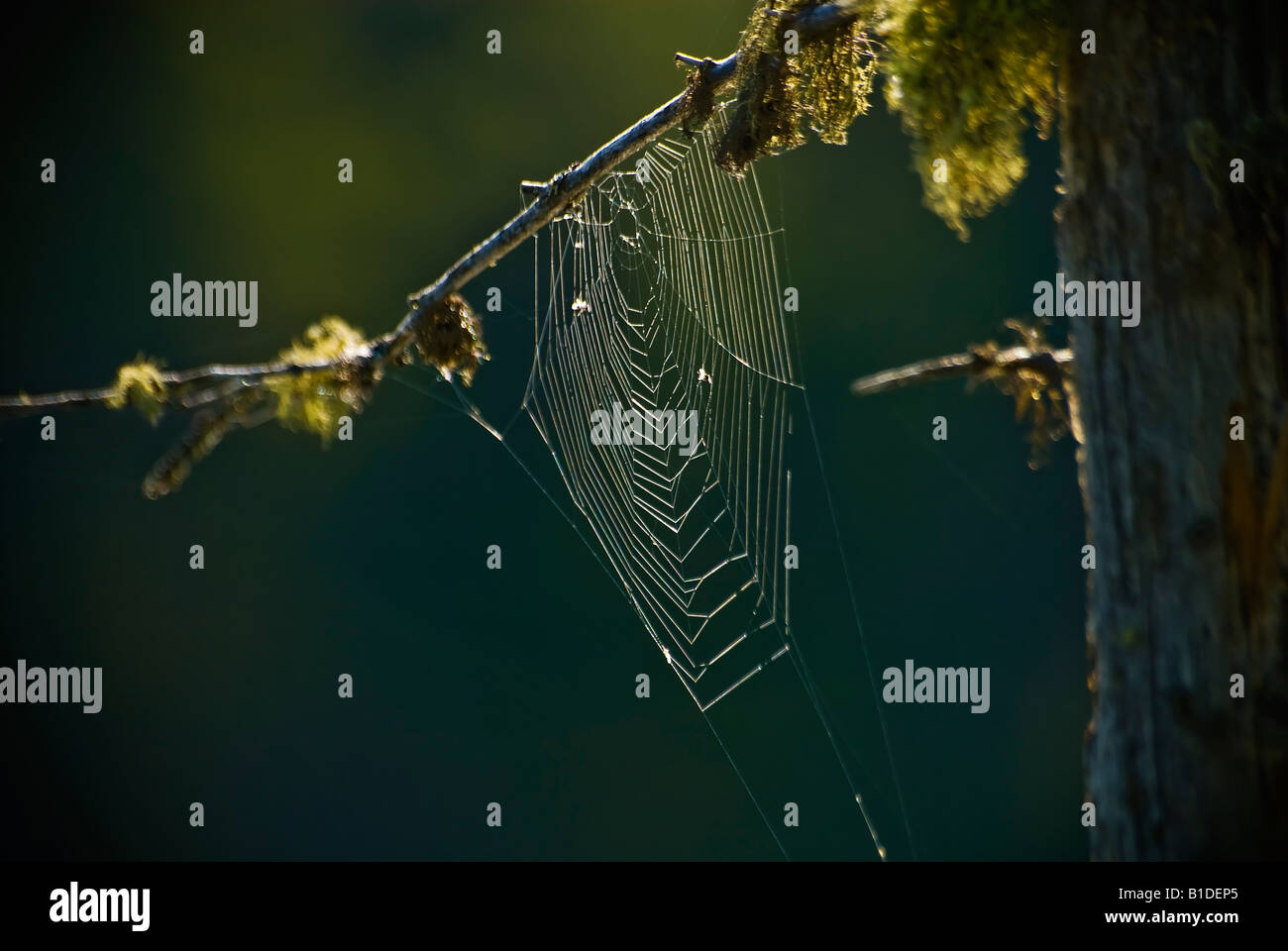 Spider web con uno sfondo verde Foto Stock