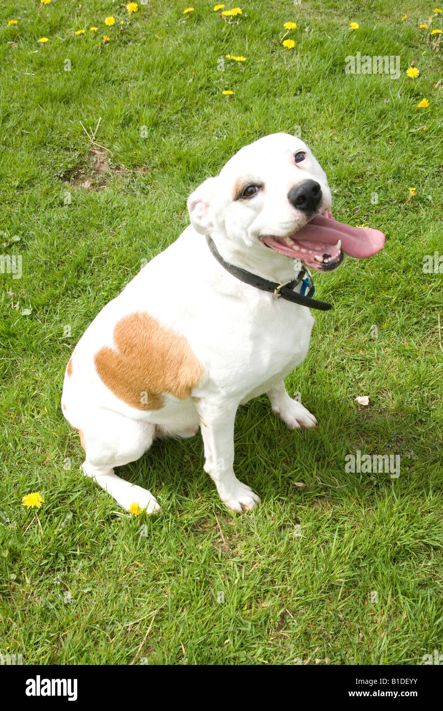 Crossbreed cane con la sua lingua fuori, Hampshire Inghilterra Foto Stock