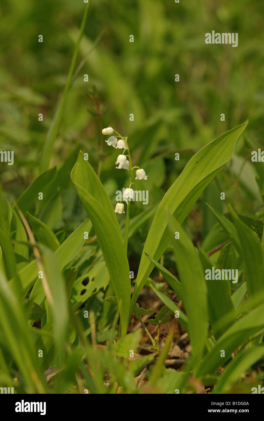 Il giglio della valle (convallaria majalis) Foto Stock