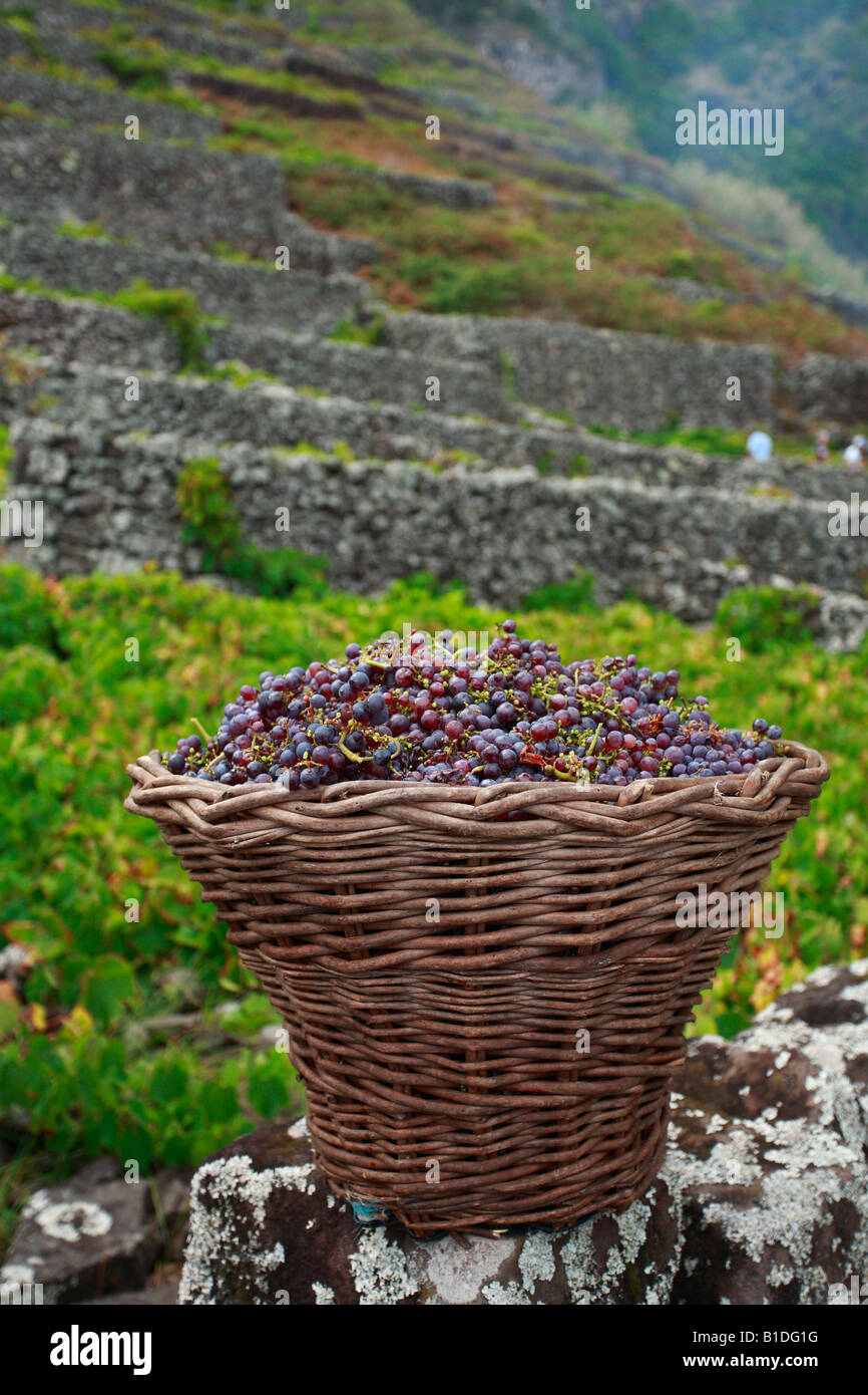 Vendemmia in Santa Maria island, isole Azzorre, Portogallo Foto Stock