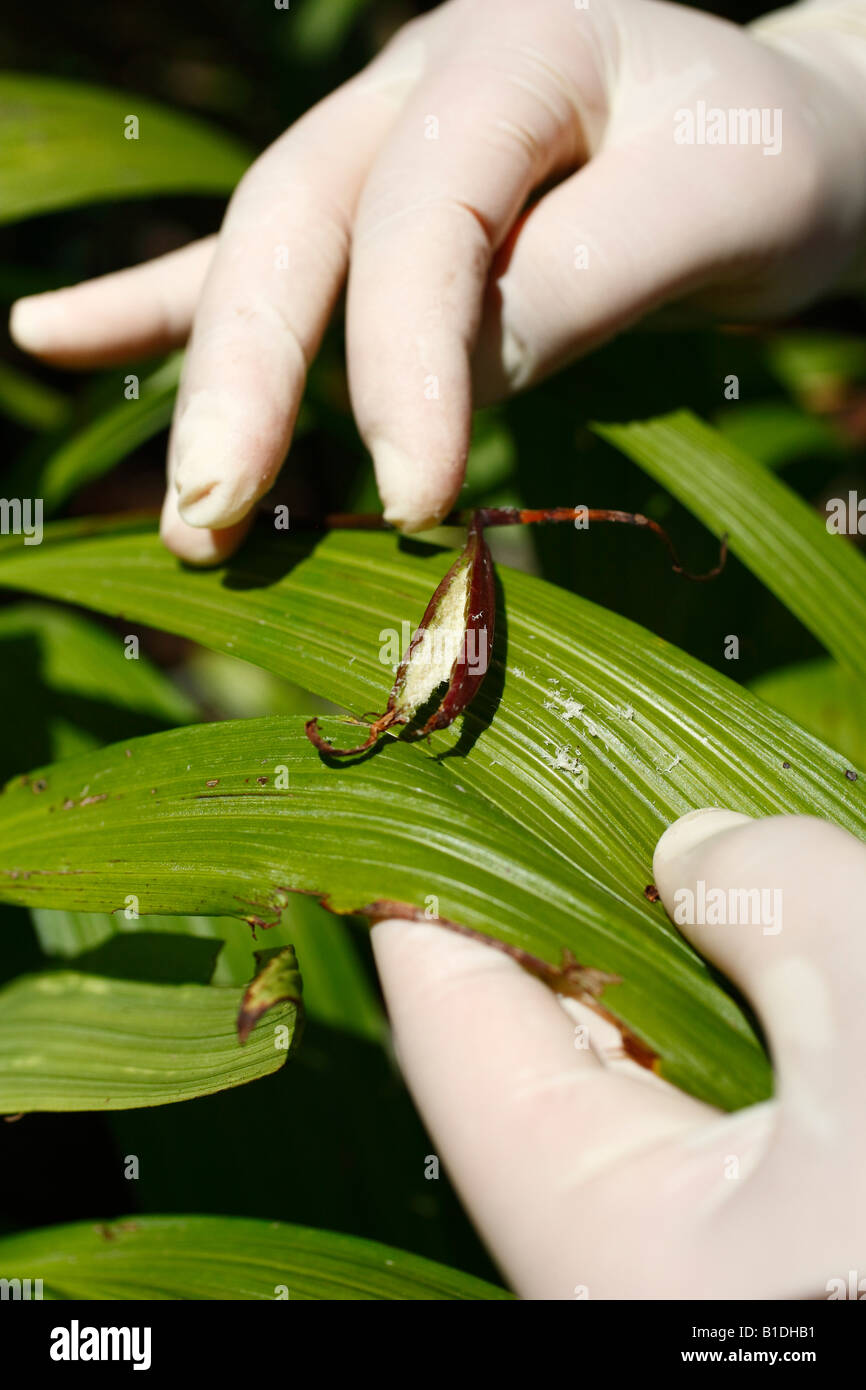 La raccolta di semi di orchidee Foto Stock